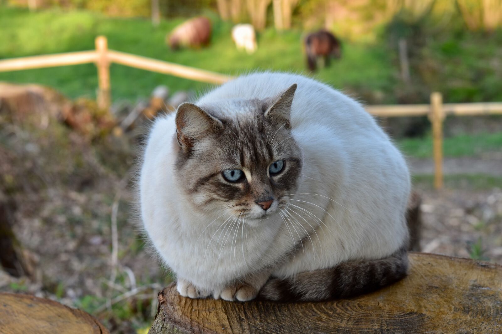 Nikon D5600 sample photo. Cat, feline, animal photography