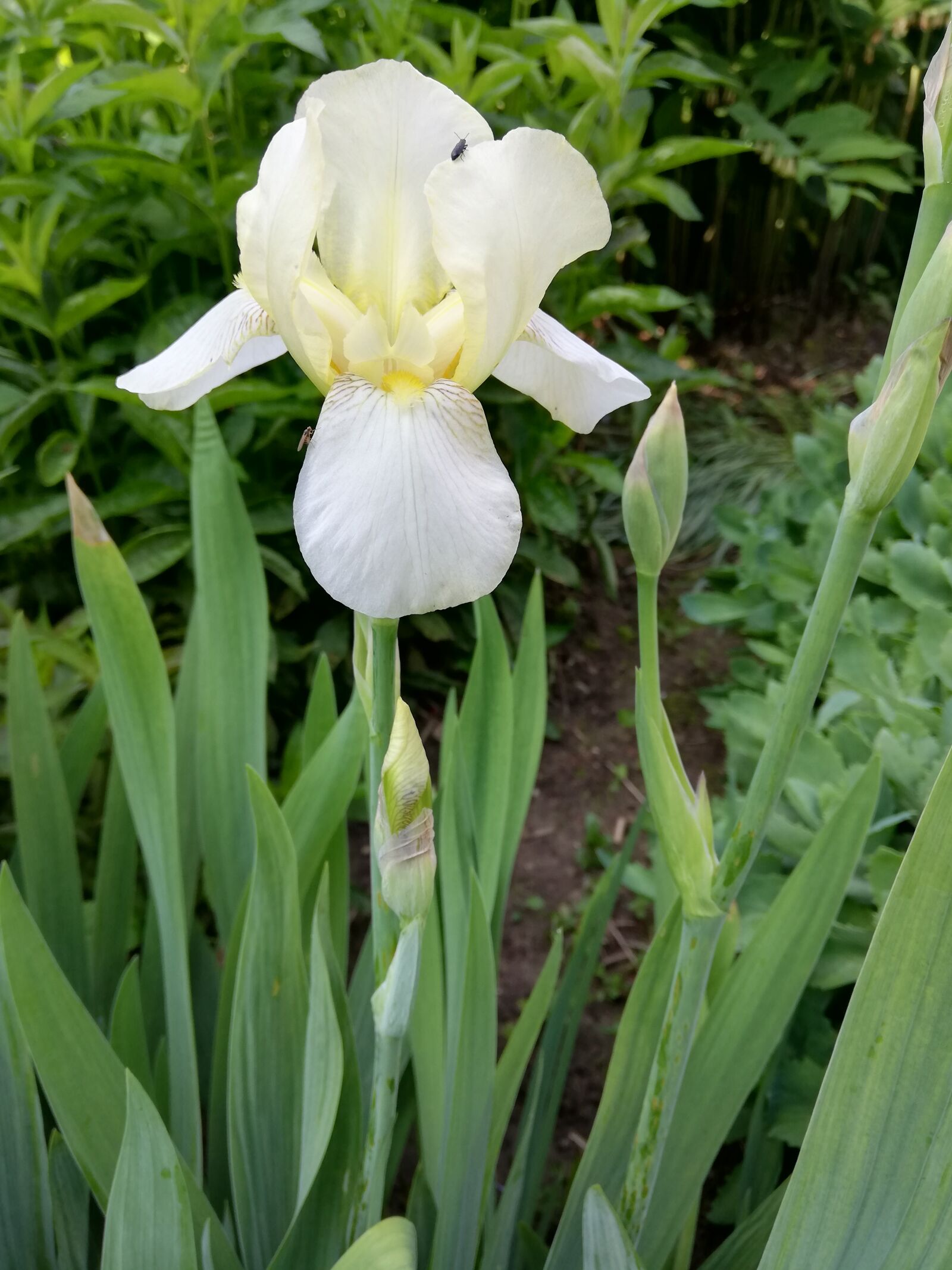 HUAWEI P20 lite sample photo. Flower, iris, white photography