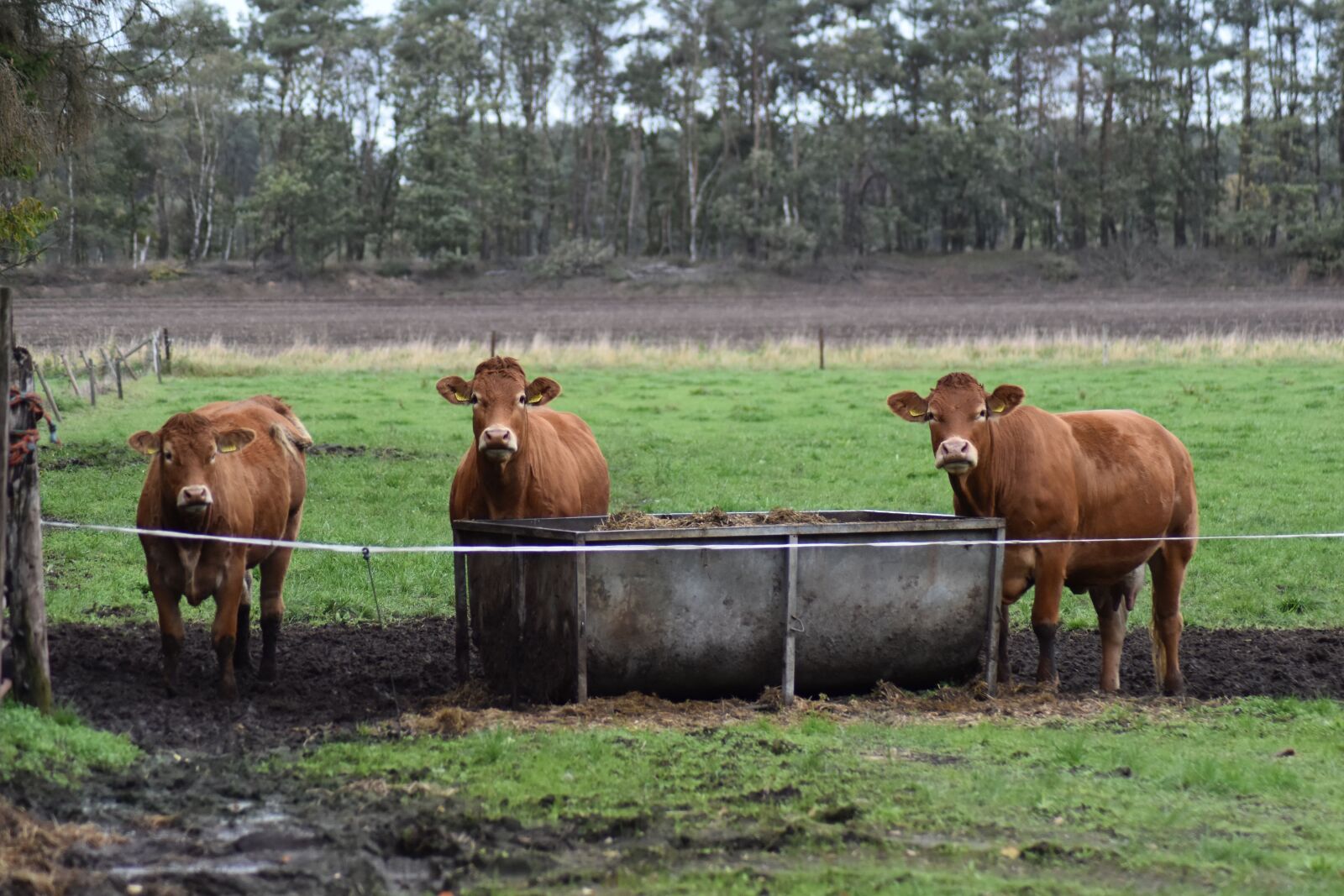 Nikon D3500 sample photo. Cow, food, meadow photography