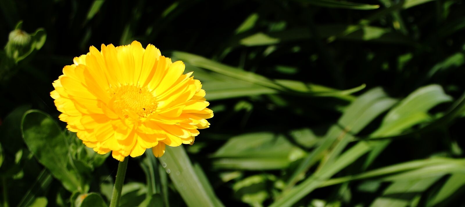 Canon EOS 400D (EOS Digital Rebel XTi / EOS Kiss Digital X) sample photo. Flower, yellow, summer photography