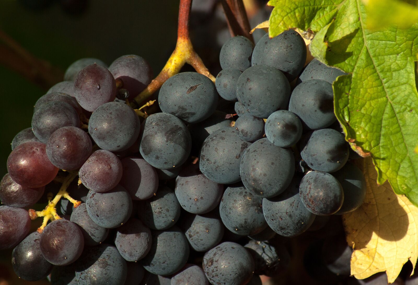 Tamron AF 70-300mm F4-5.6 Di LD Macro sample photo. Vine, grape, fall photography