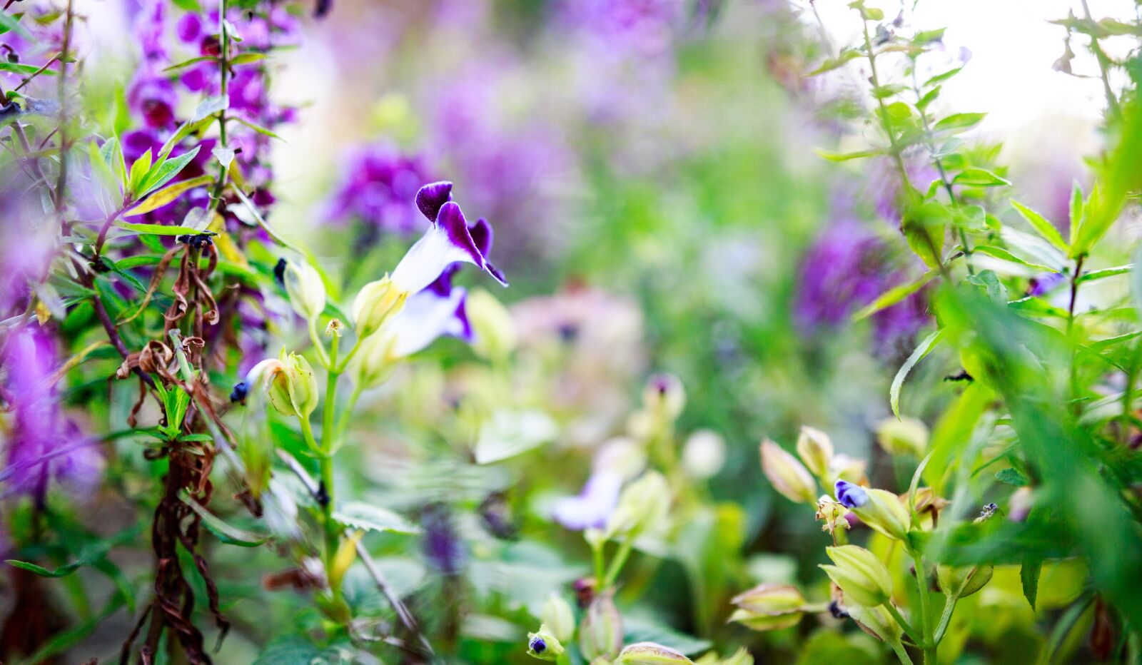 Canon EOS 6D + Sigma 24-35mm F2 DG HSM Art sample photo. Flower, purple, nature photography