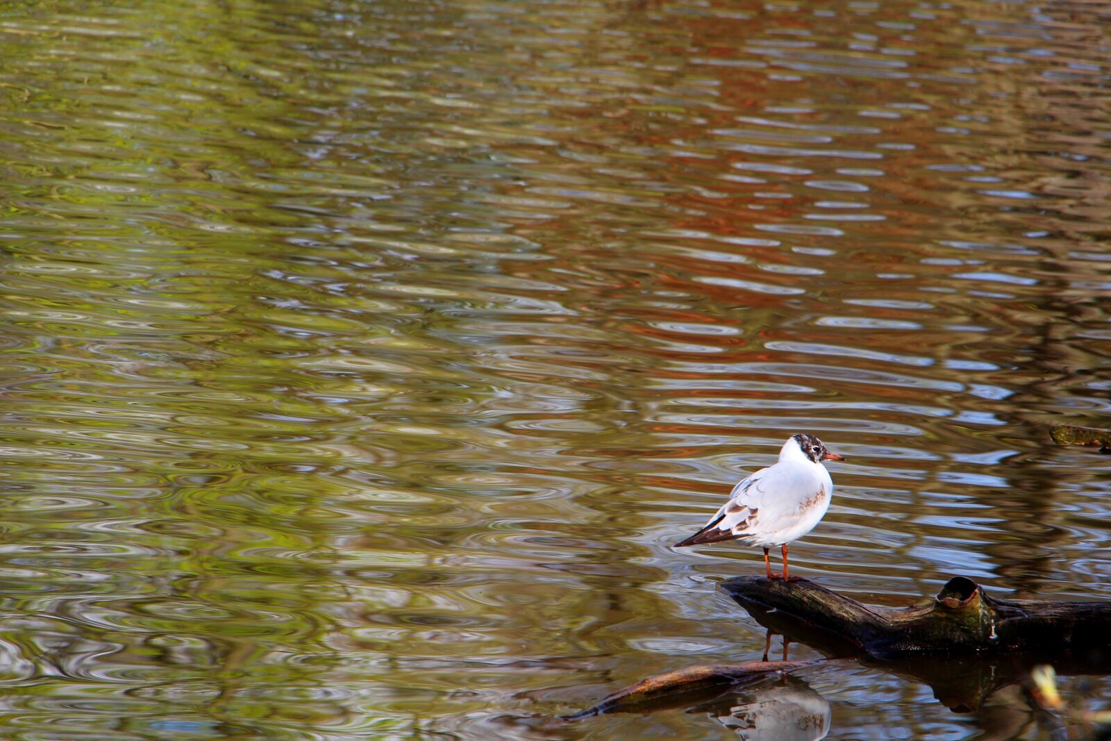 Canon EOS 700D (EOS Rebel T5i / EOS Kiss X7i) sample photo. Bird, pond, lake photography