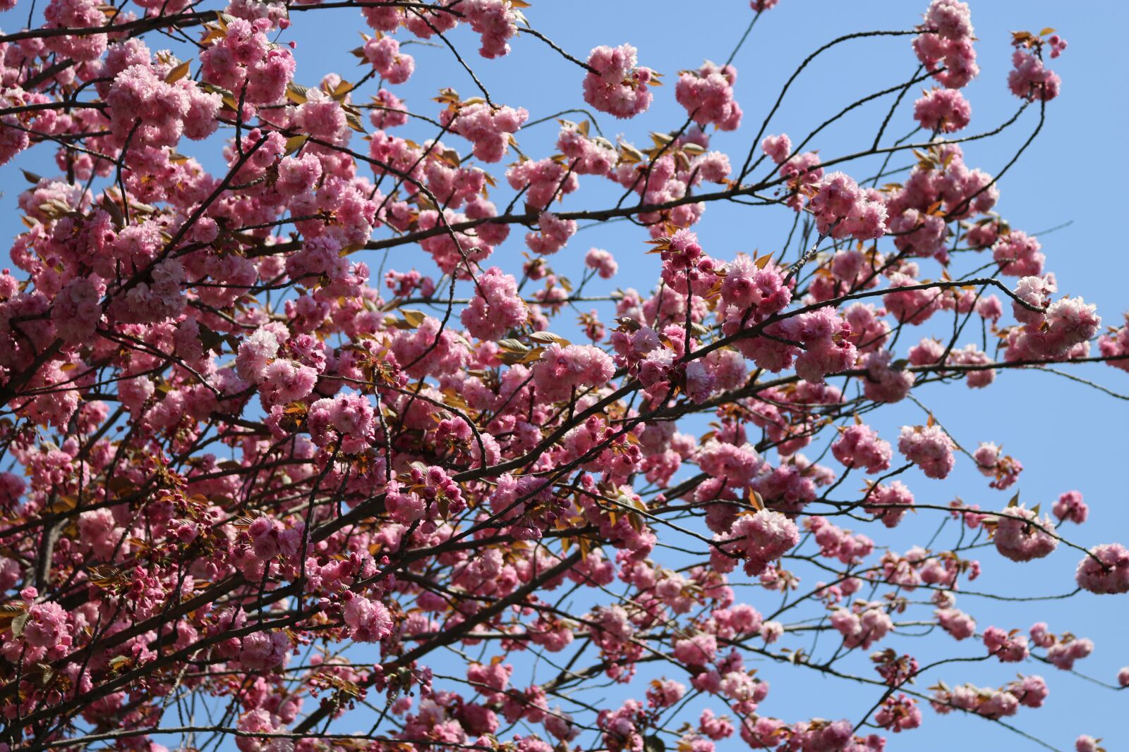 Canon EOS 750D (EOS Rebel T6i / EOS Kiss X8i) sample photo. Branch, tree, cherry photography