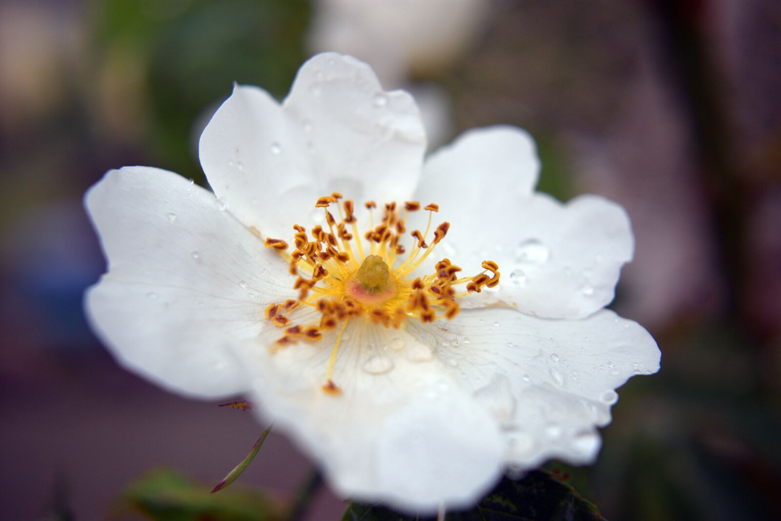 Nikon D3400 sample photo. Flower, flowers, spring photography