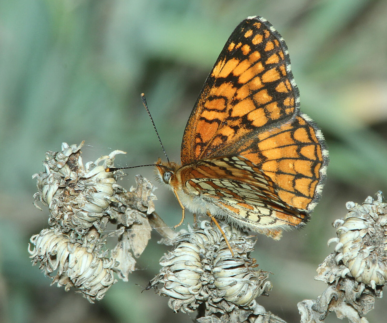 Canon EF 300mm F4L IS USM sample photo