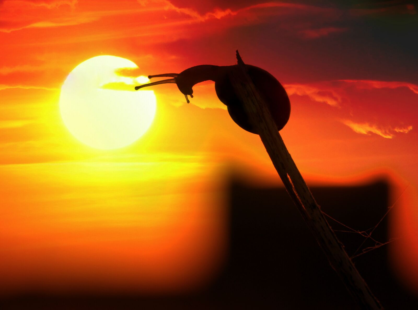 Canon EF-S 60mm F2.8 Macro USM sample photo. Snail, sunset, horns photography