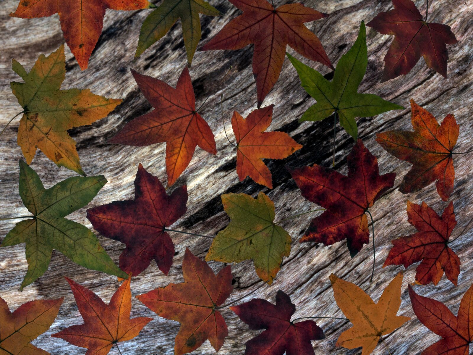 Canon EF-S 60mm F2.8 Macro USM sample photo. Leaves, background, wood photography