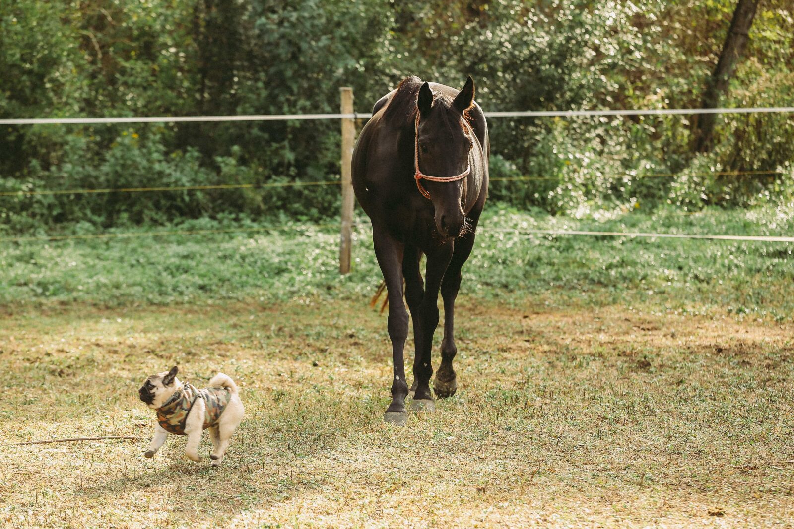 Canon EOS 5D Mark III sample photo. Animals, dog, farmland, horse photography