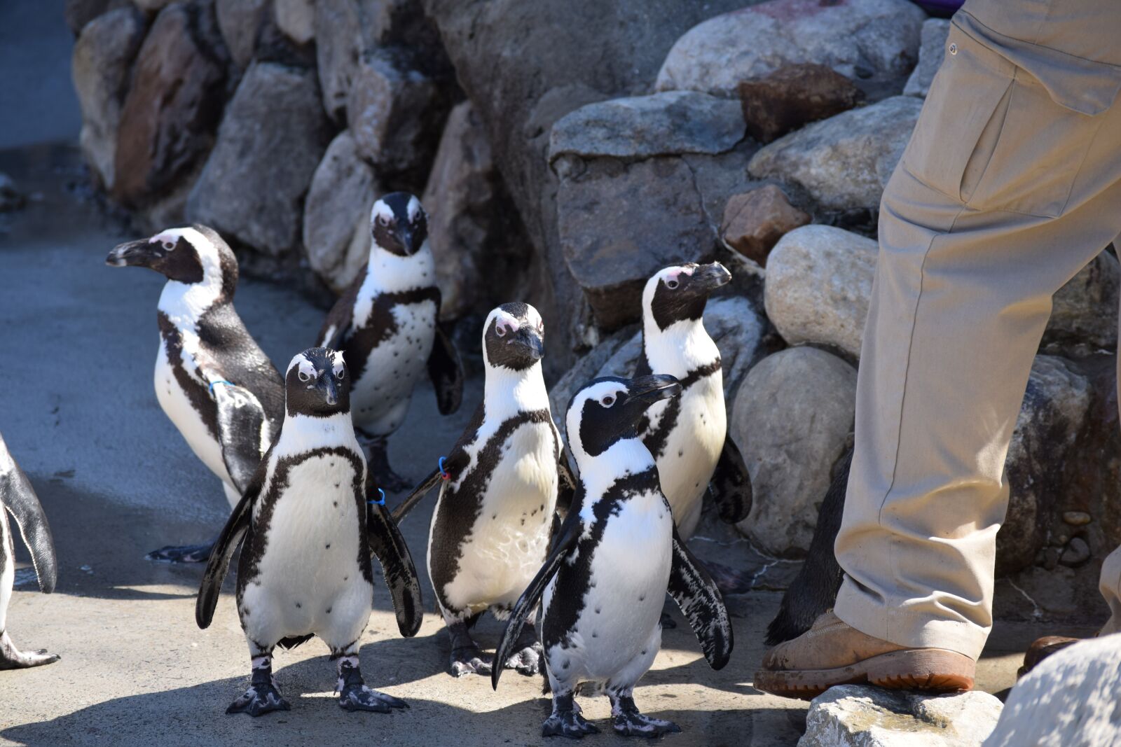 Nikon D3300 sample photo. Penguins, zoo, birds photography
