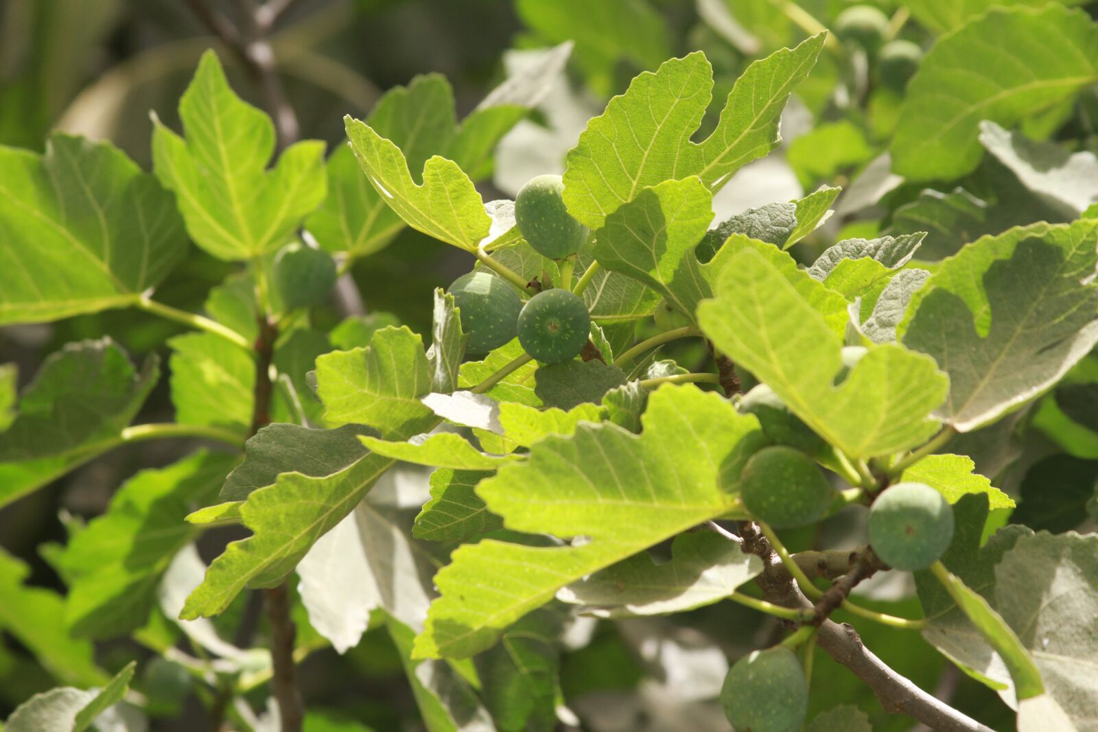Canon EOS 7D sample photo. Tree, nature, fig photography