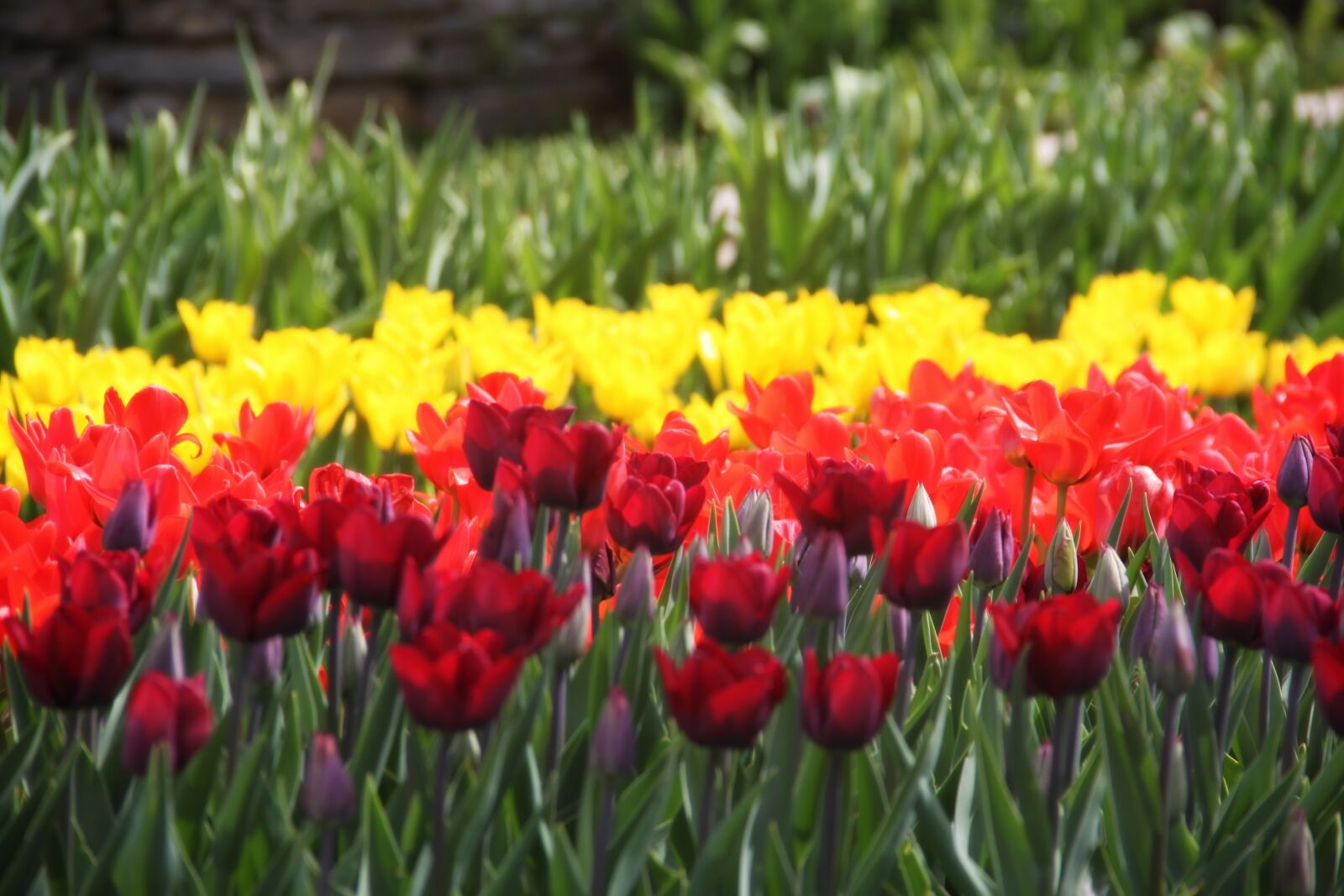 Canon EOS 500D (EOS Rebel T1i / EOS Kiss X3) sample photo. Flower, spring, nature photography