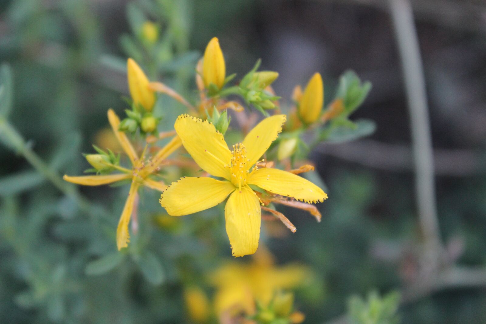 Canon EOS 600D (Rebel EOS T3i / EOS Kiss X5) sample photo. Yellow, flower, kocaeli photography