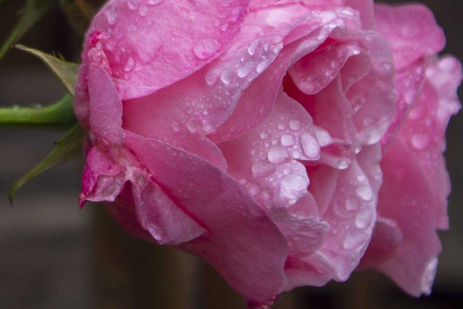 Canon EOS 1100D (EOS Rebel T3 / EOS Kiss X50) sample photo. Rose, pink, raindrops photography