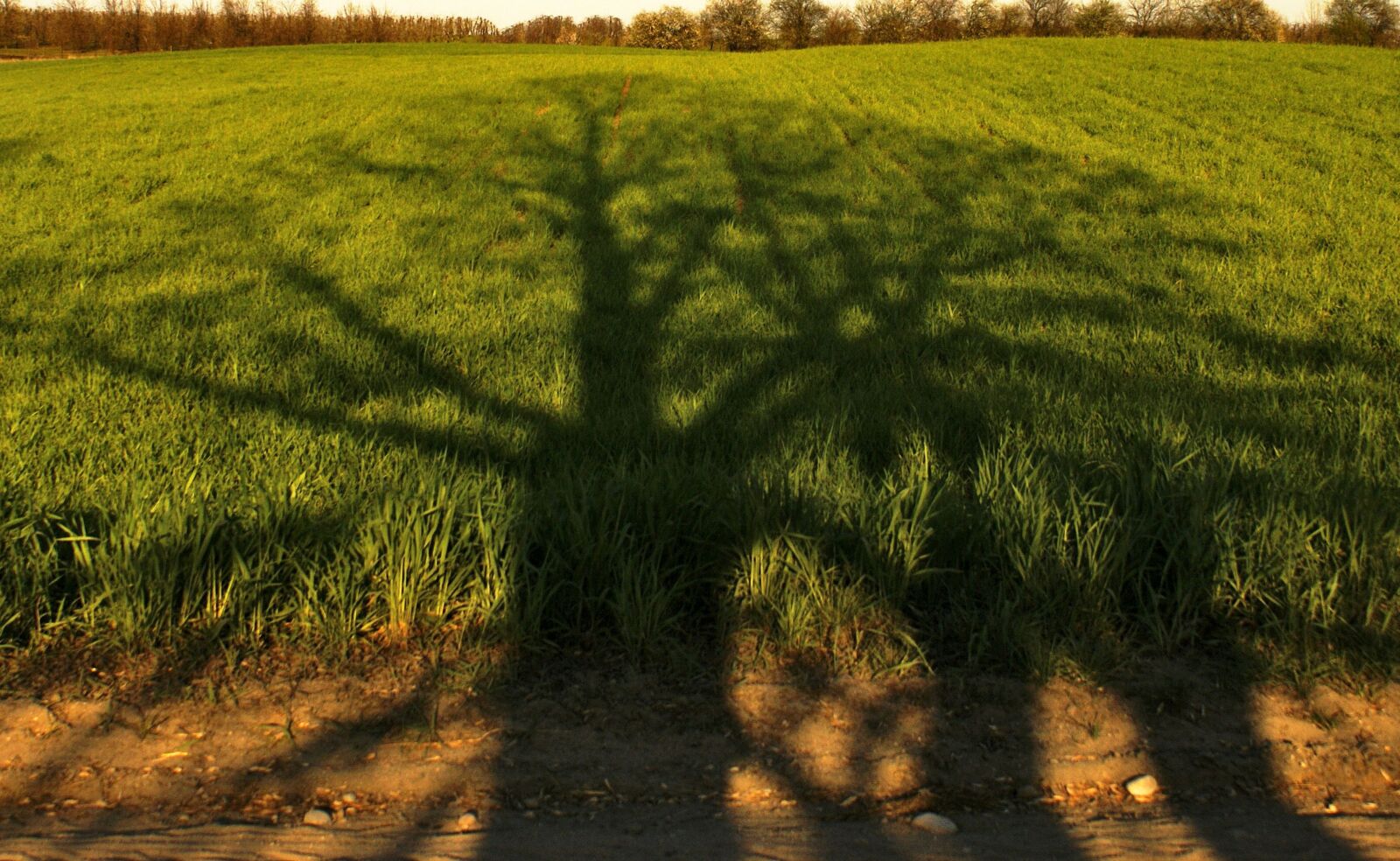 Sony Alpha DSLR-A100 sample photo. Tree, shadow, green photography