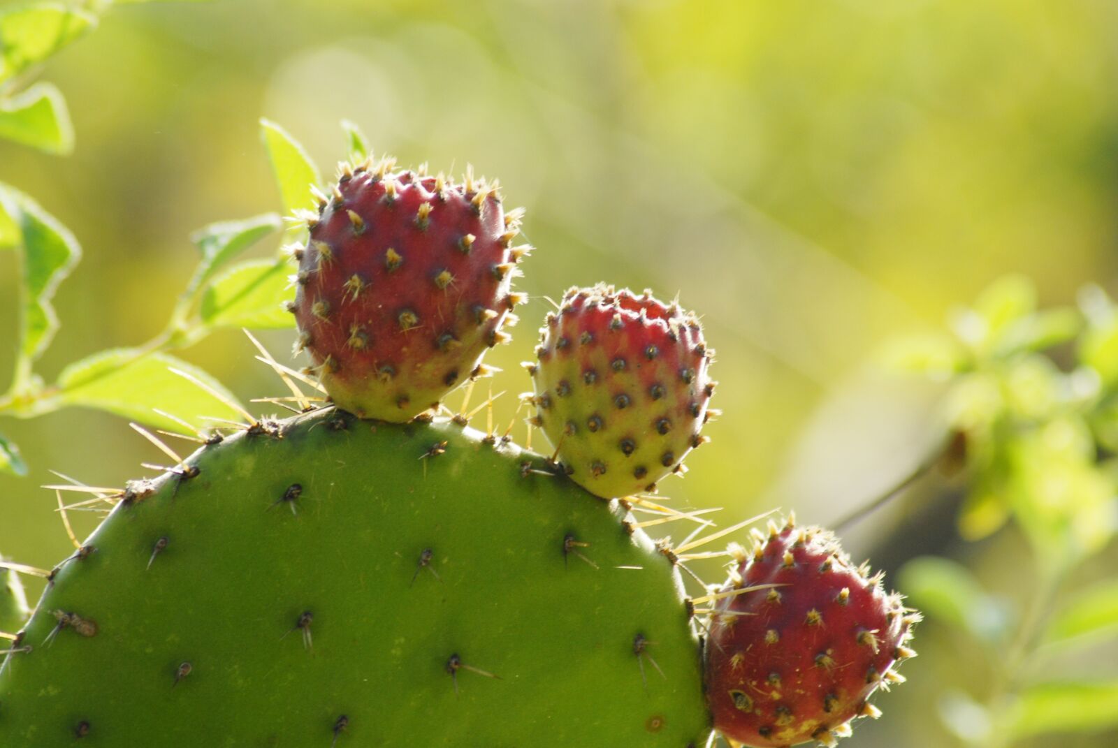 Nikon D200 sample photo. Cactus, tuna, thorns photography