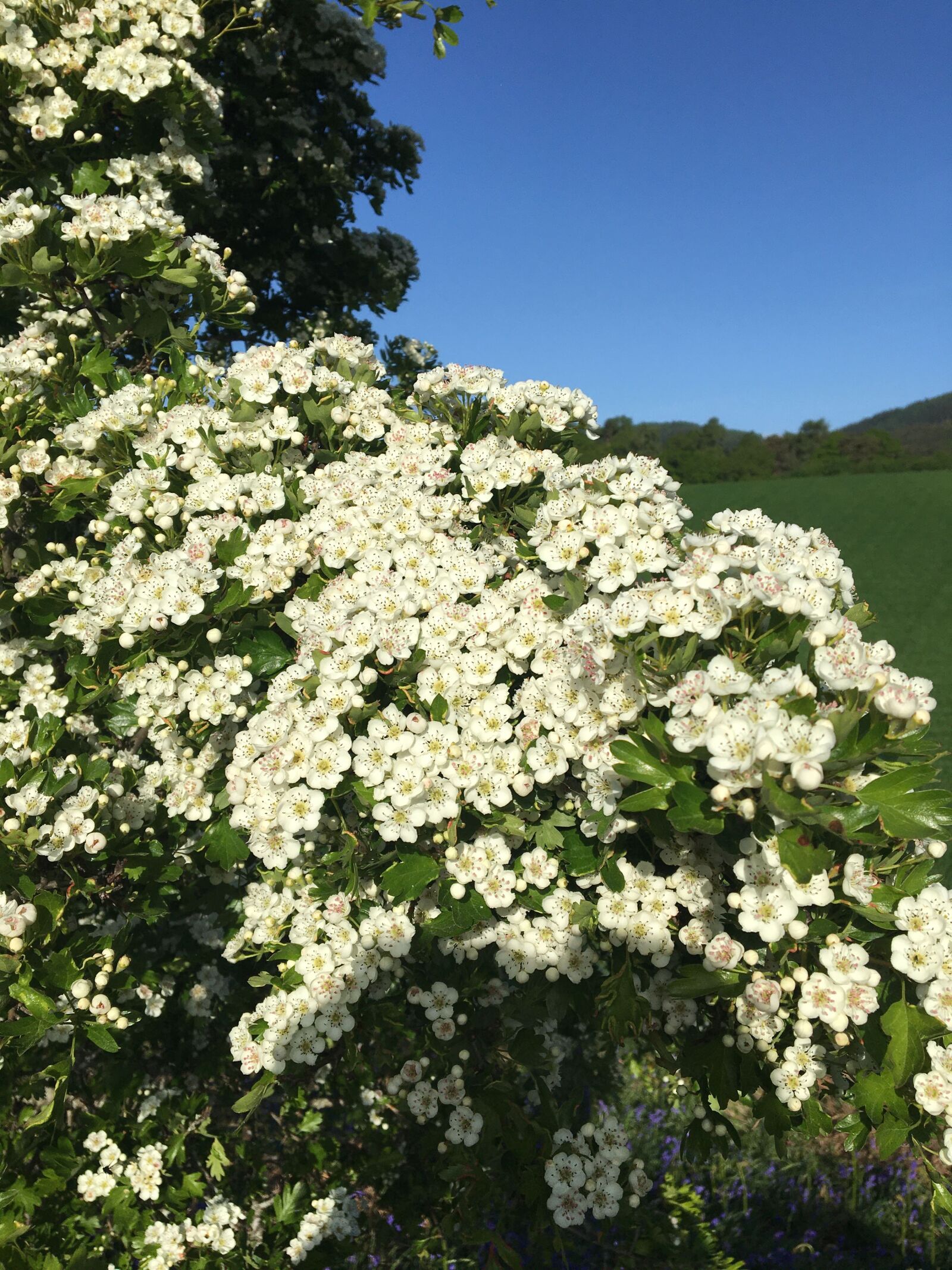 Apple iPhone 6s sample photo. Flower, bloom, nature photography