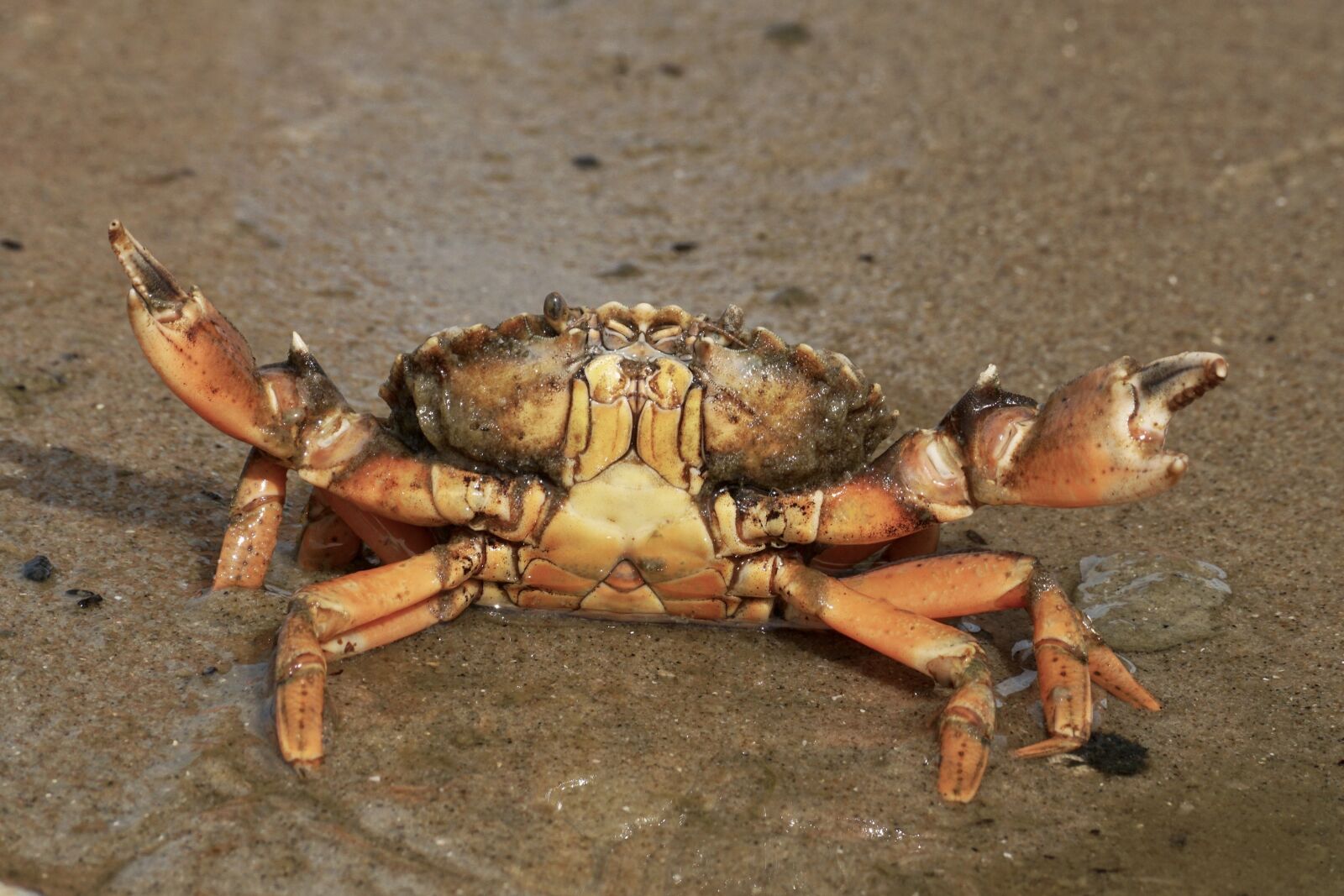 Sony DT 55-300mm F4.5-5.6 SAM sample photo. Cancer, crab, shellfish photography