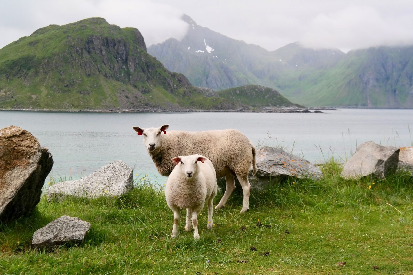 Samsung NX300 sample photo. Sheep, lamb, water photography