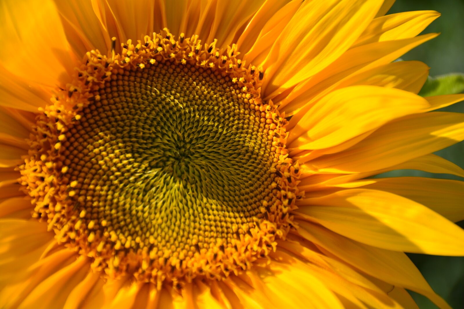Nikon D7100 sample photo. Sunflower, macro, yellow photography
