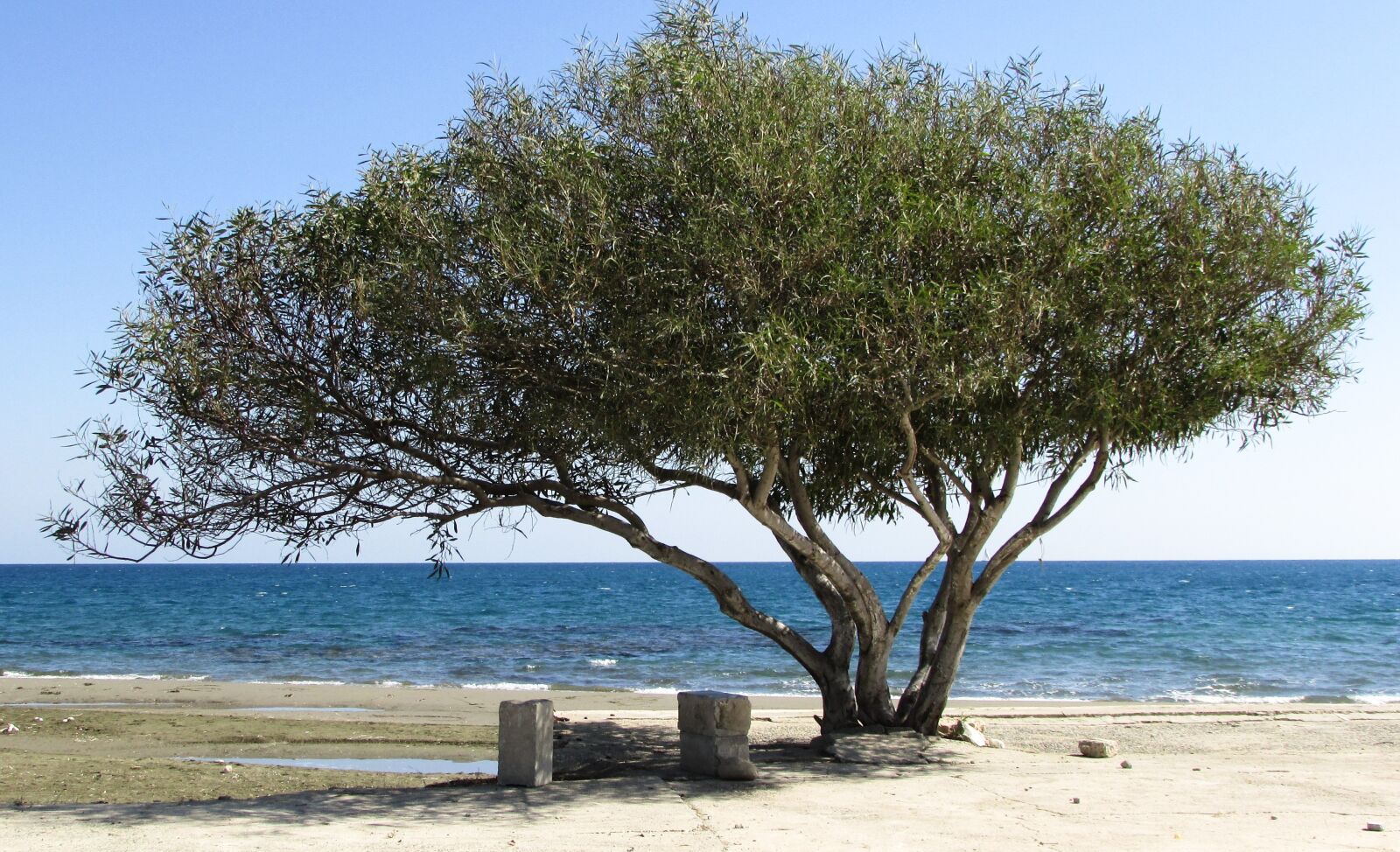 Canon PowerShot SX400 IS sample photo. Tree, beach, seaside photography