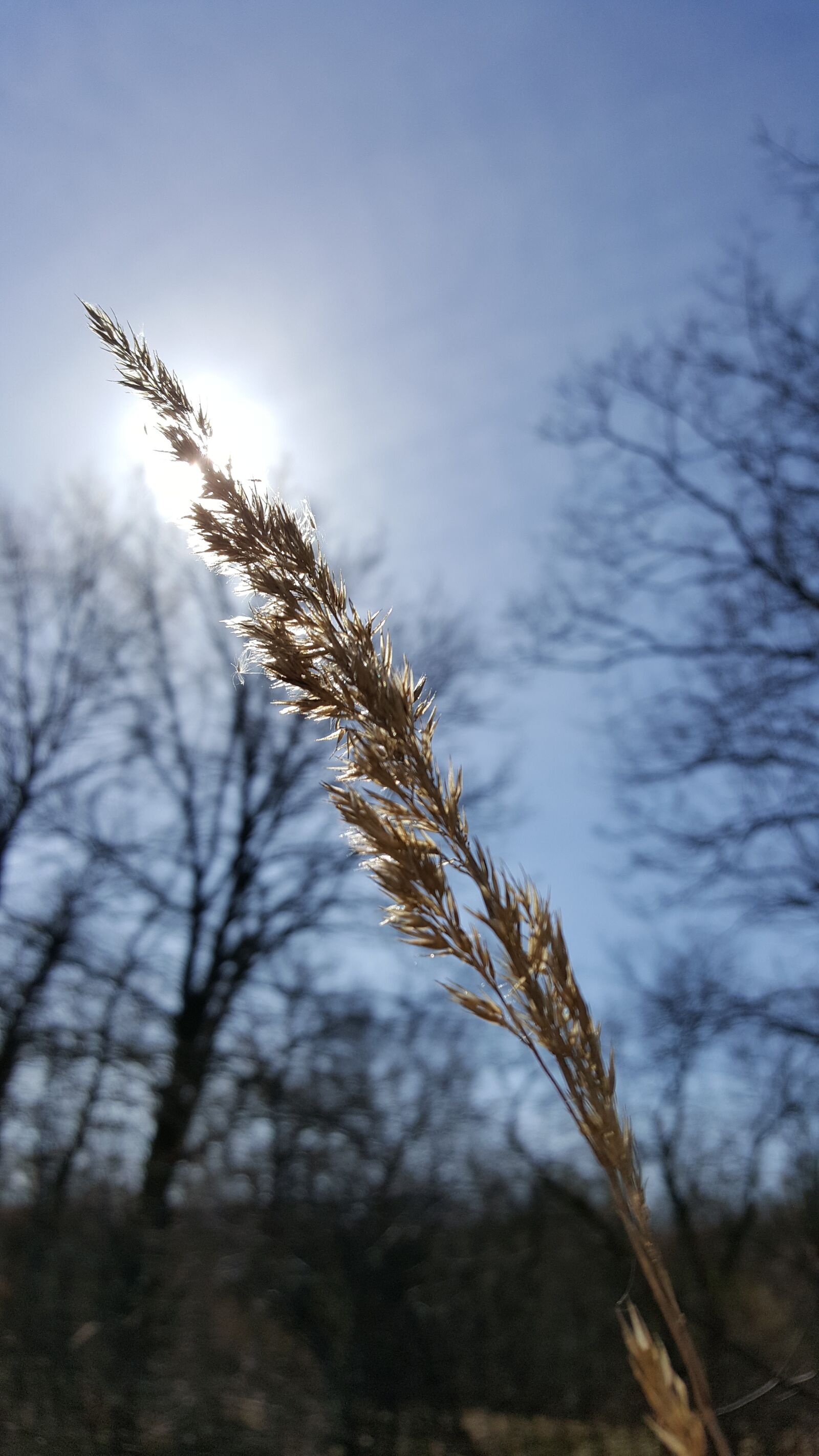 Samsung Galaxy S6 sample photo. Nature, sky, landscape photography