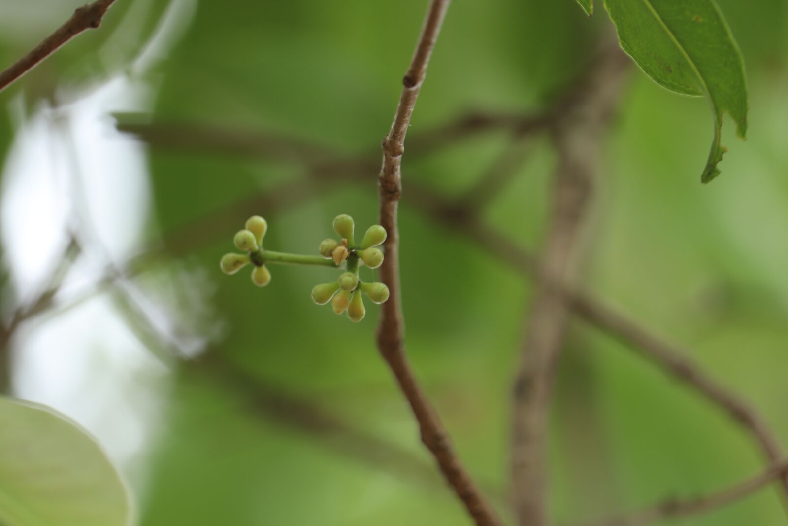 Canon EOS 250D (EOS Rebel SL3 / EOS Kiss X10 / EOS 200D II) sample photo. Kerala, green, leaves photography