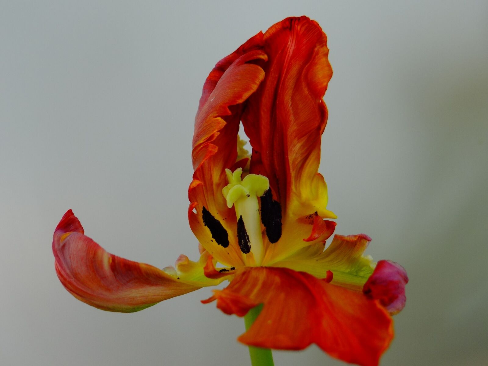 Sony DSC-HX200V sample photo. Tulip, flower, blossom photography