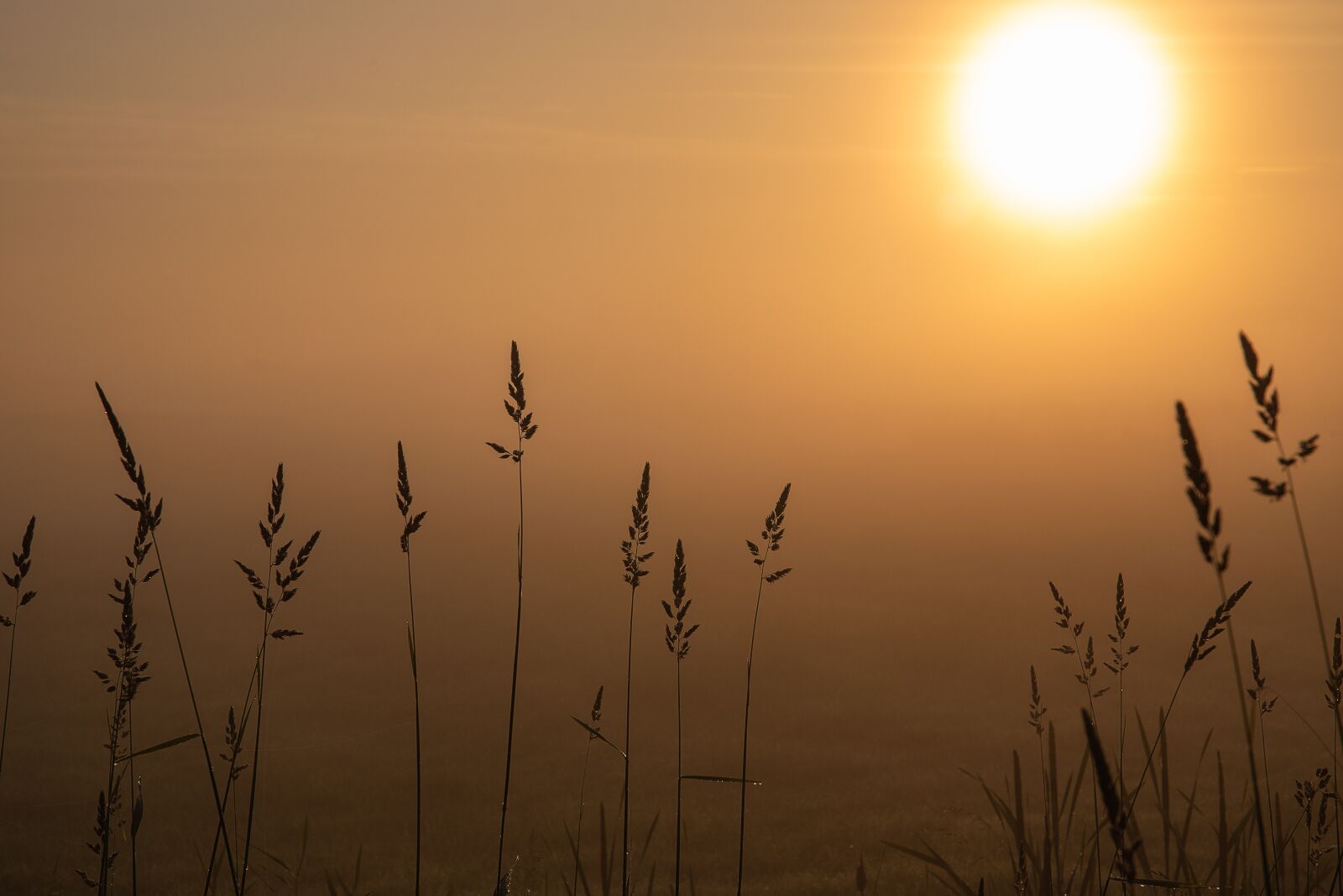 Nikon D750 sample photo. Sunrise, grass, fog photography
