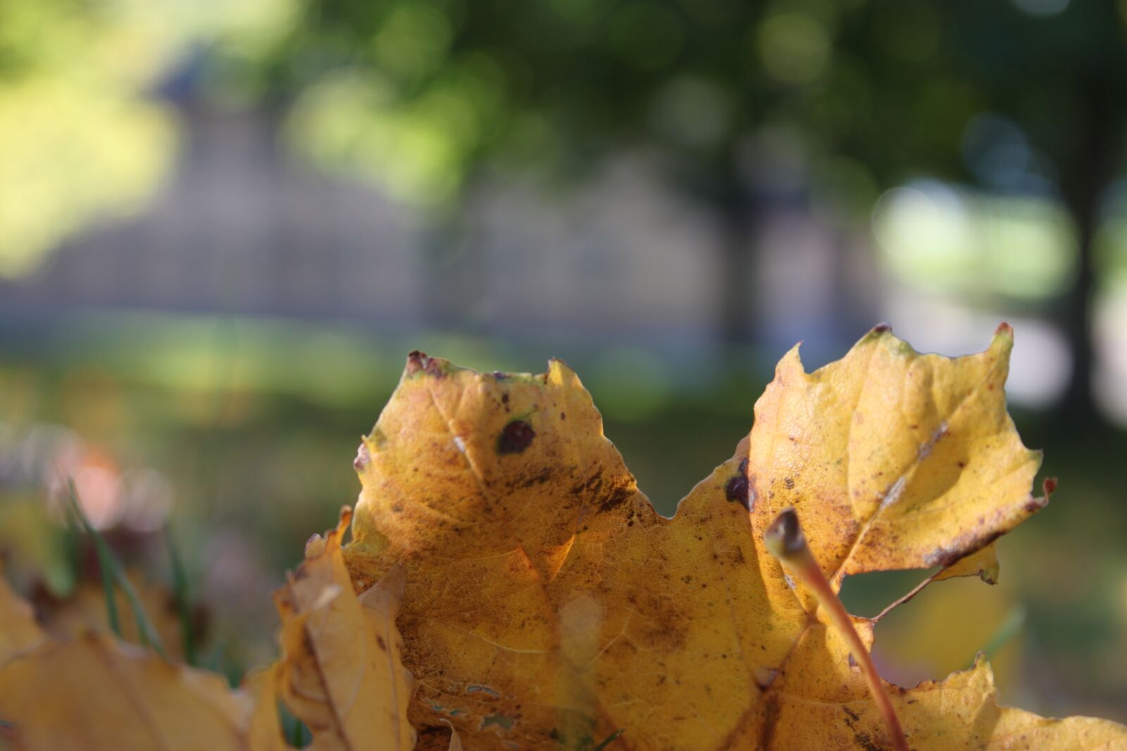 Canon EOS 500D (EOS Rebel T1i / EOS Kiss X3) sample photo. Nature, fall, leaf photography