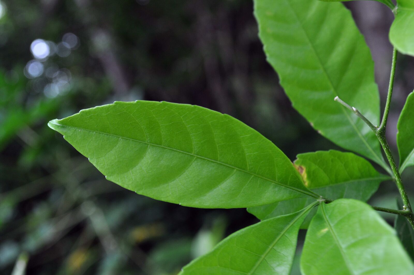 Nikon D5000 sample photo. Big, green leafs photography