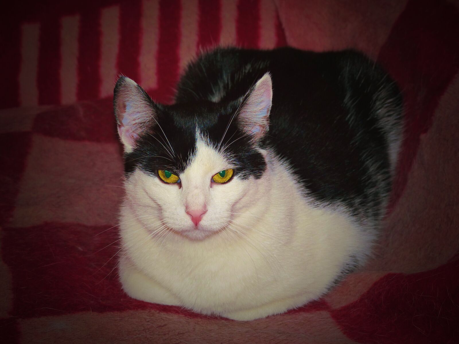 Panasonic Lumix DMC-FZ200 sample photo. Cat, kitty, domestic cat photography