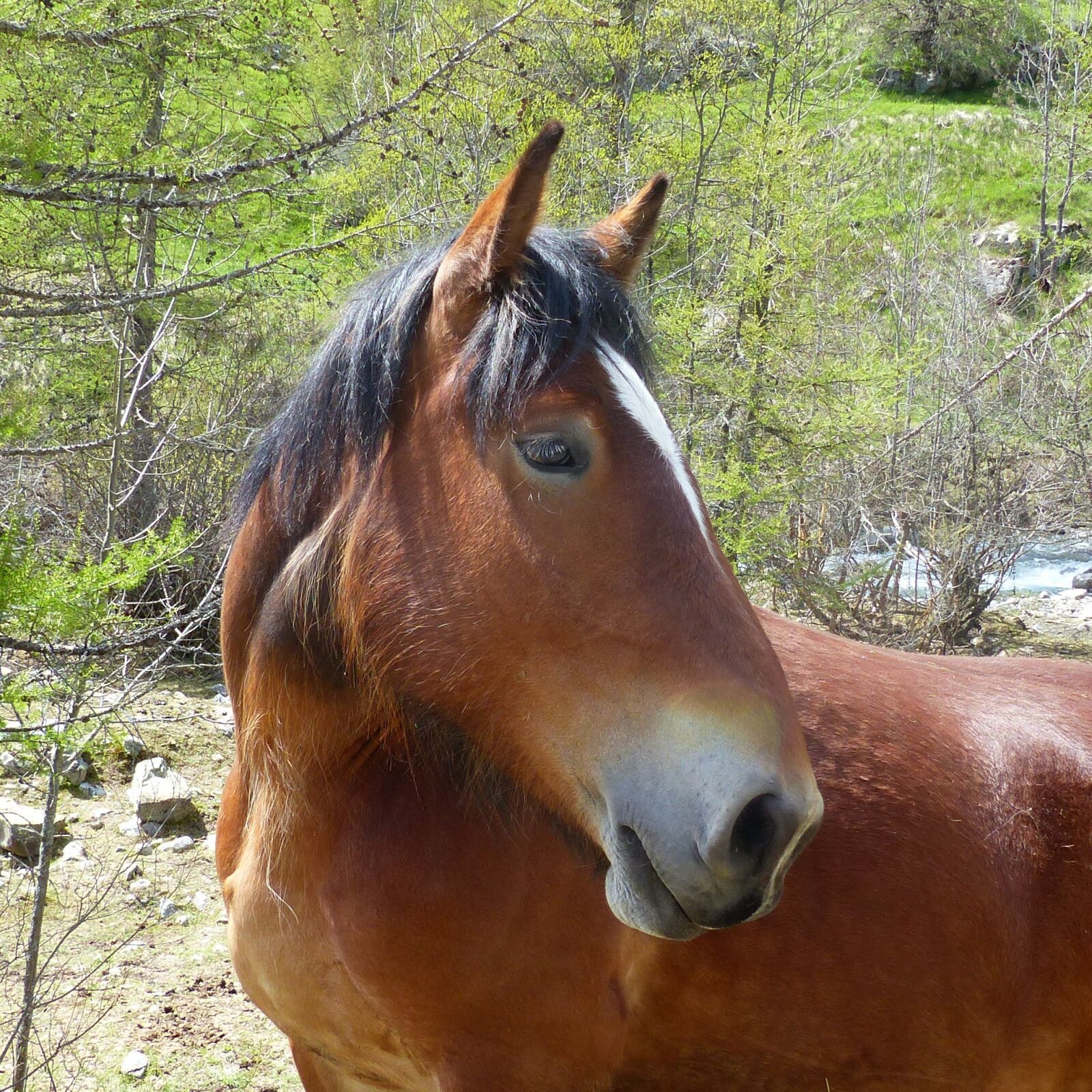 Panasonic Lumix DMC-FZ200 sample photo. Domestic animal, horse, head photography