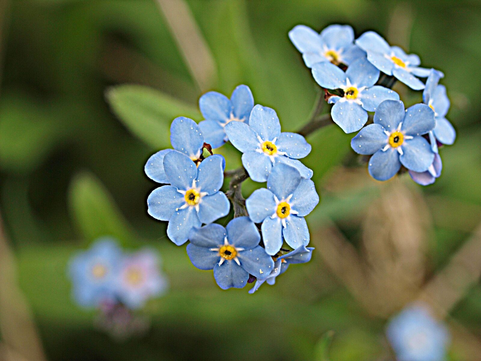 Olympus E-3 sample photo. Forget me not, flower photography