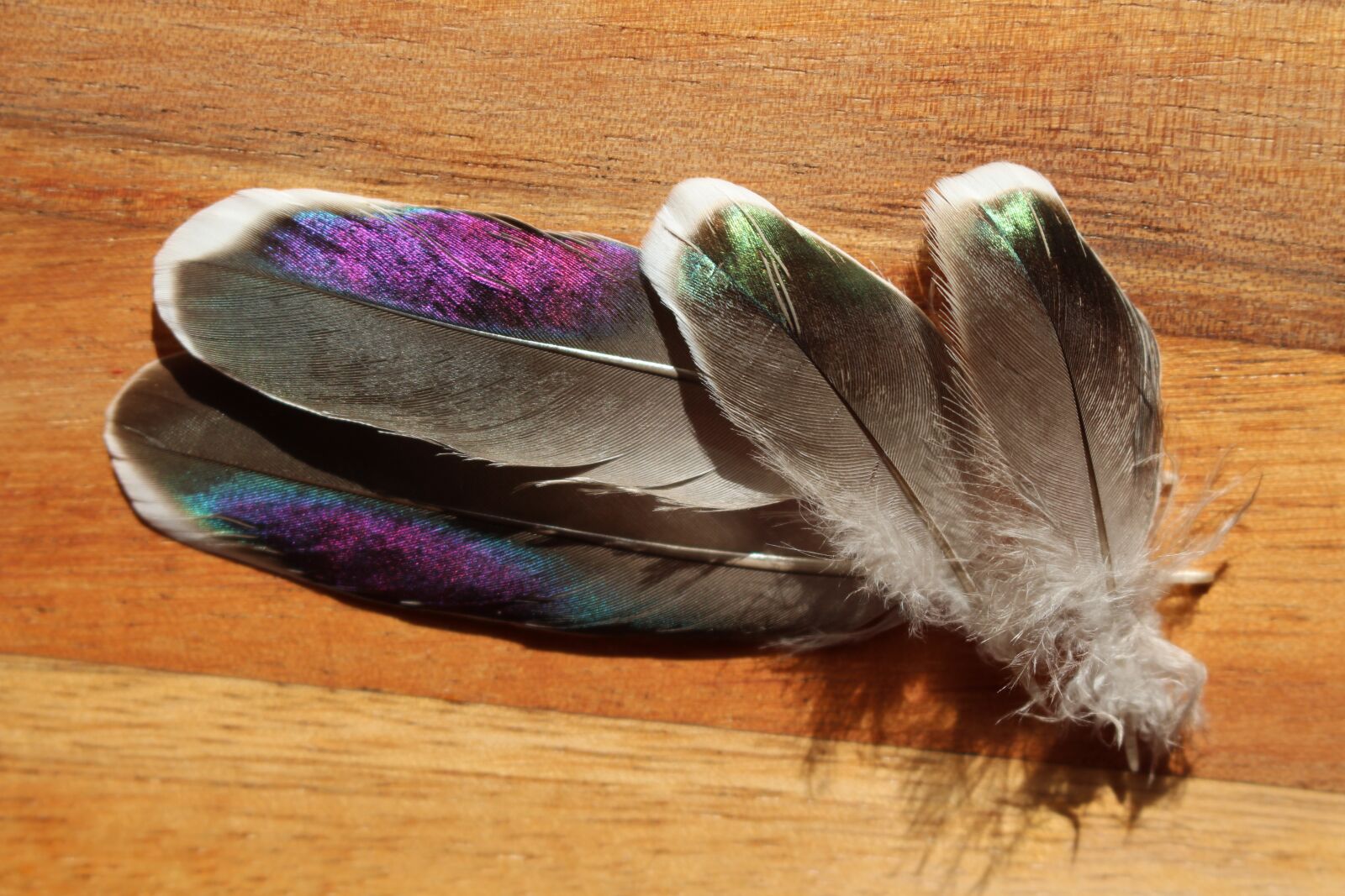 Canon EOS 700D (EOS Rebel T5i / EOS Kiss X7i) sample photo. Feathers, crested pigeon, shimmering photography