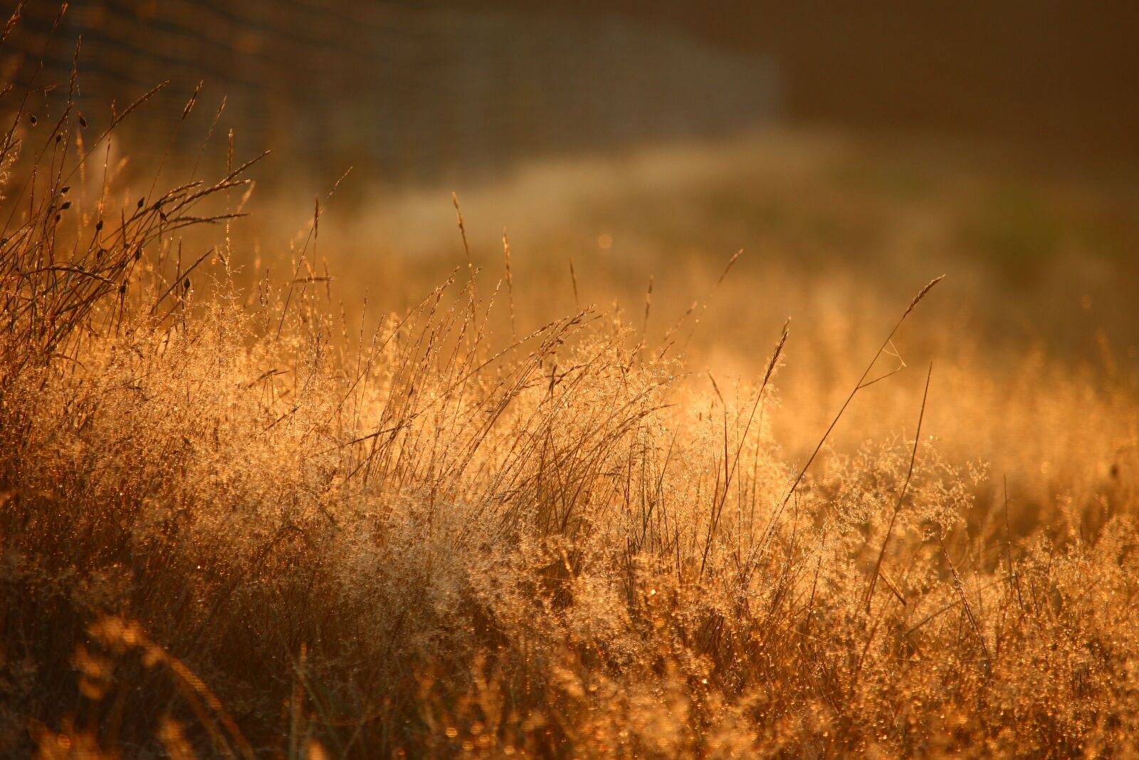 Canon EOS 100D (EOS Rebel SL1 / EOS Kiss X7) sample photo. Grass, plant, sun photography