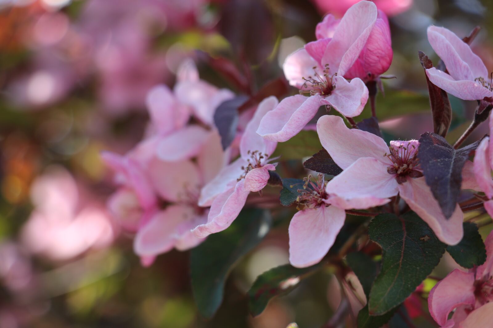 Canon EOS 750D (EOS Rebel T6i / EOS Kiss X8i) sample photo. Flowers, pink, bloom photography