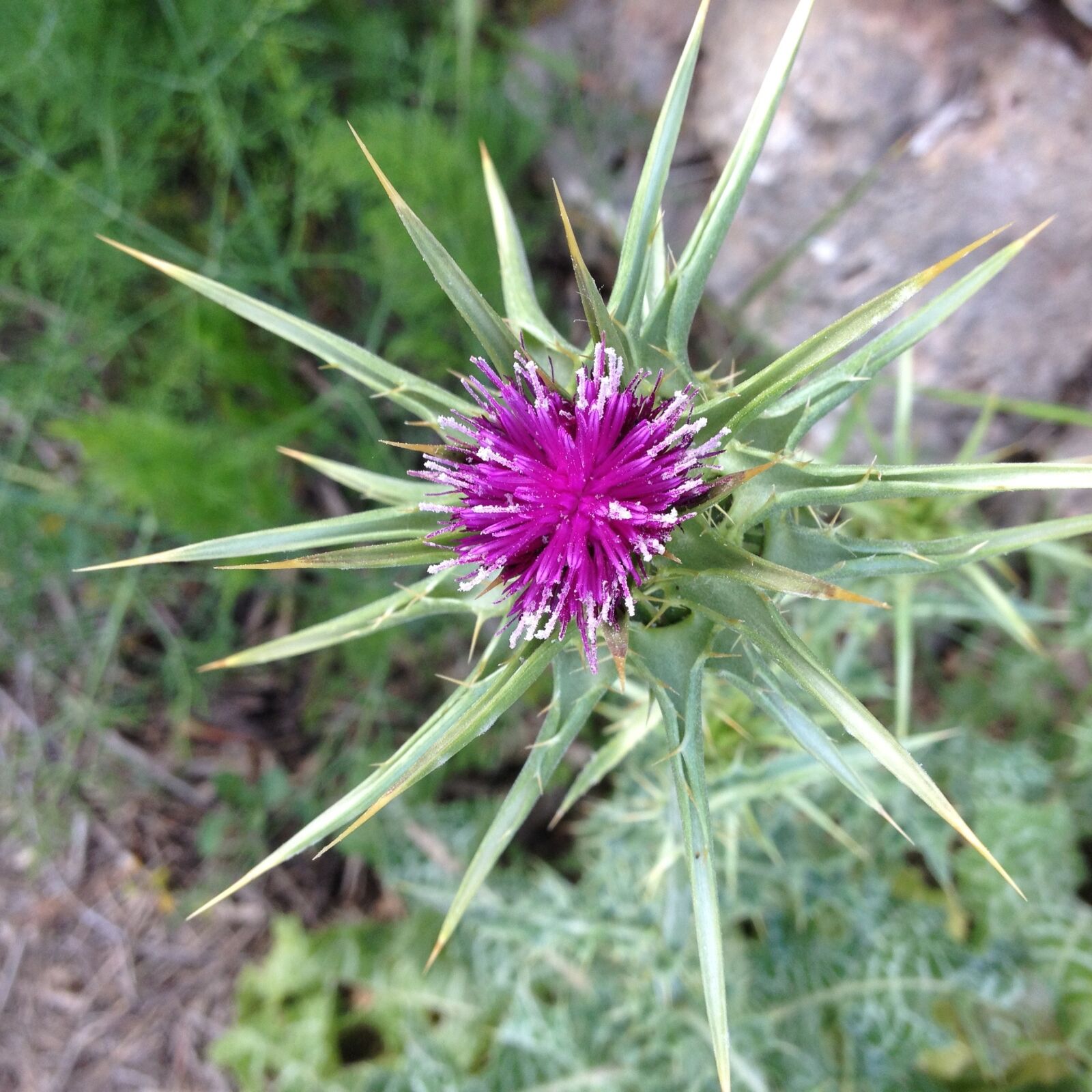 Apple iPhone 4S sample photo. Thistle, flower, wildflower photography