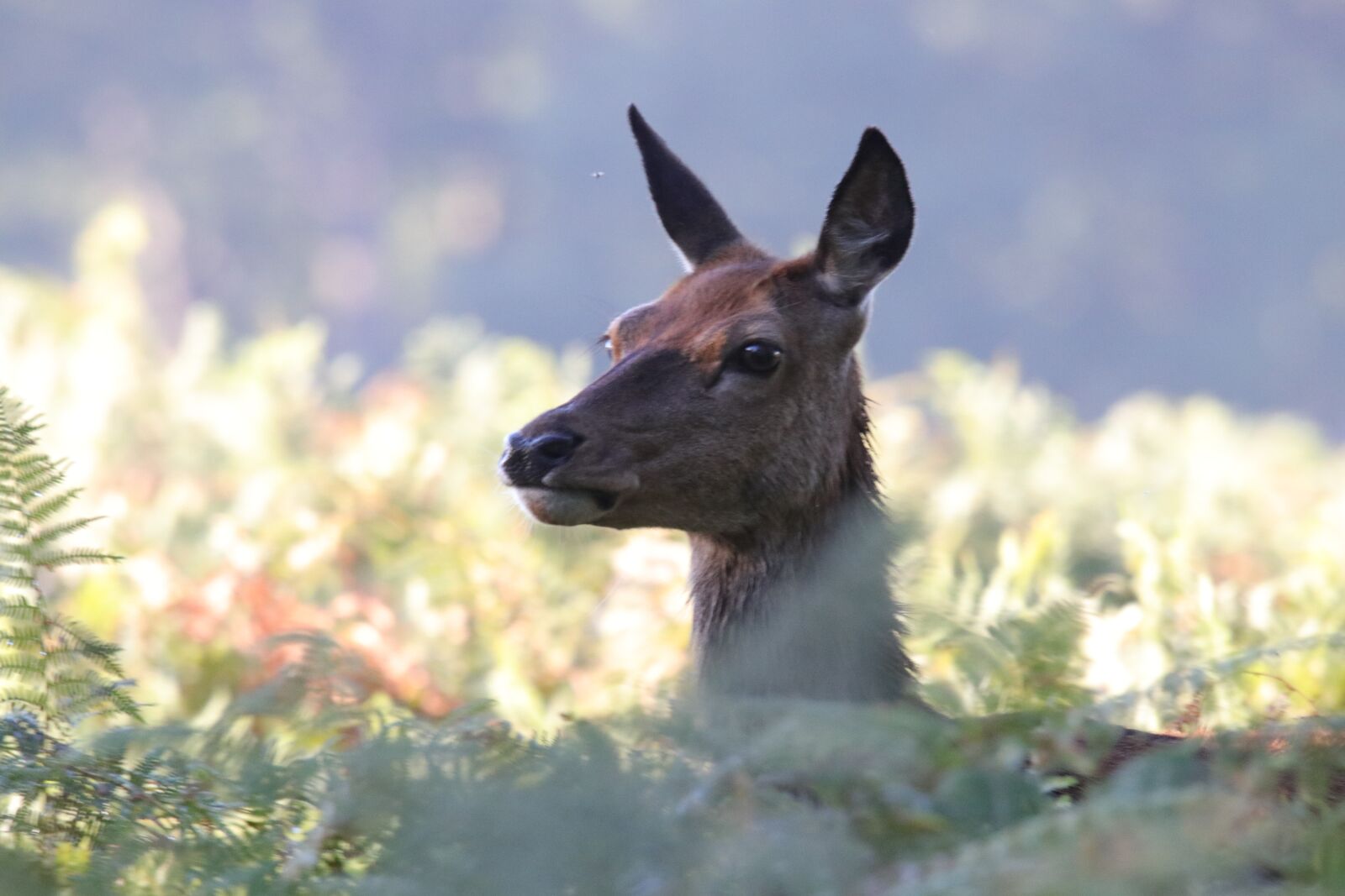 Canon EOS 80D + 150-600mm F5-6.3 DG OS HSM | Sports 014 sample photo. Deer, red deer, buck photography