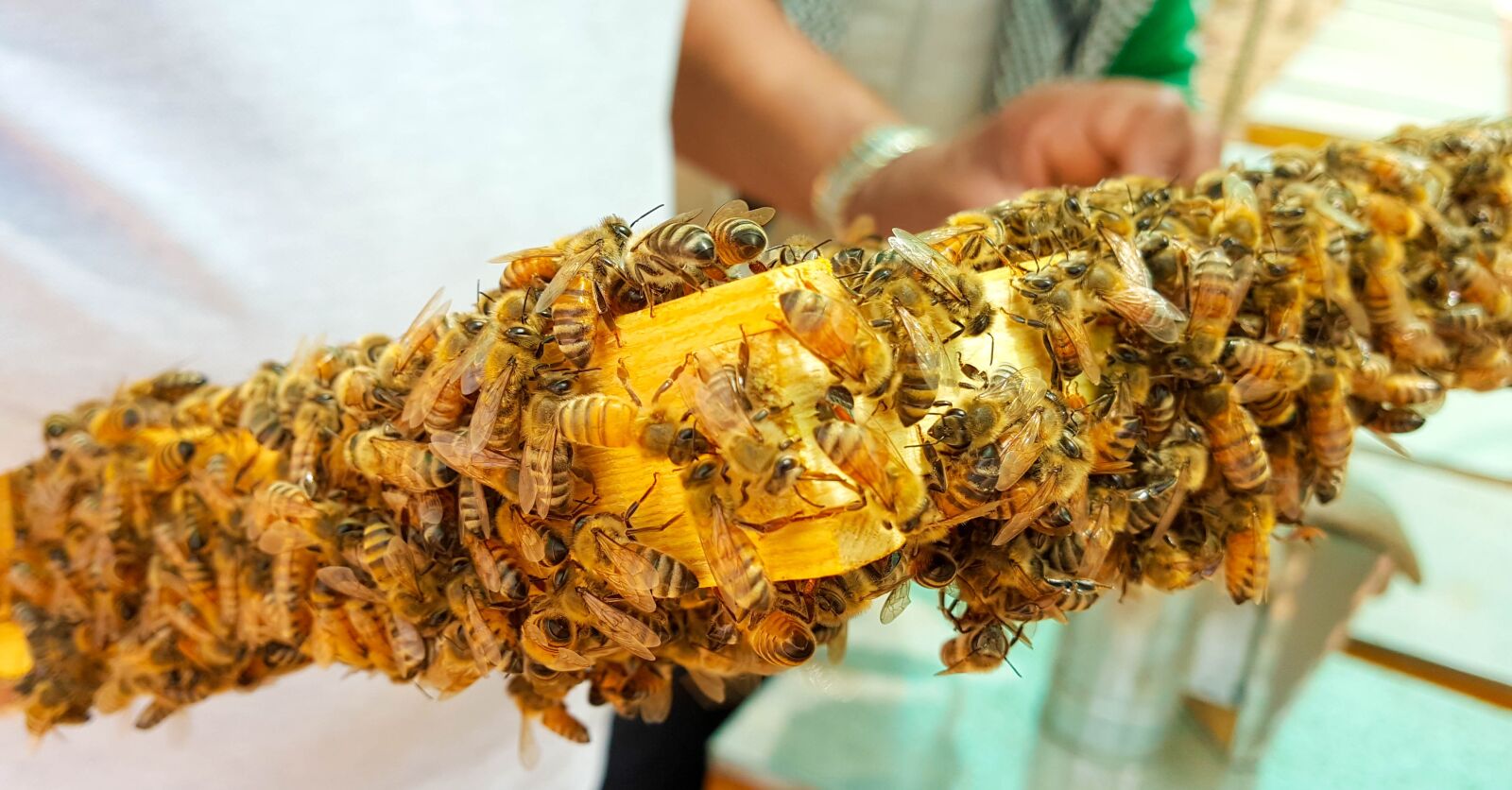 Samsung Galaxy Note5 sample photo. Bee, bees, honey photography