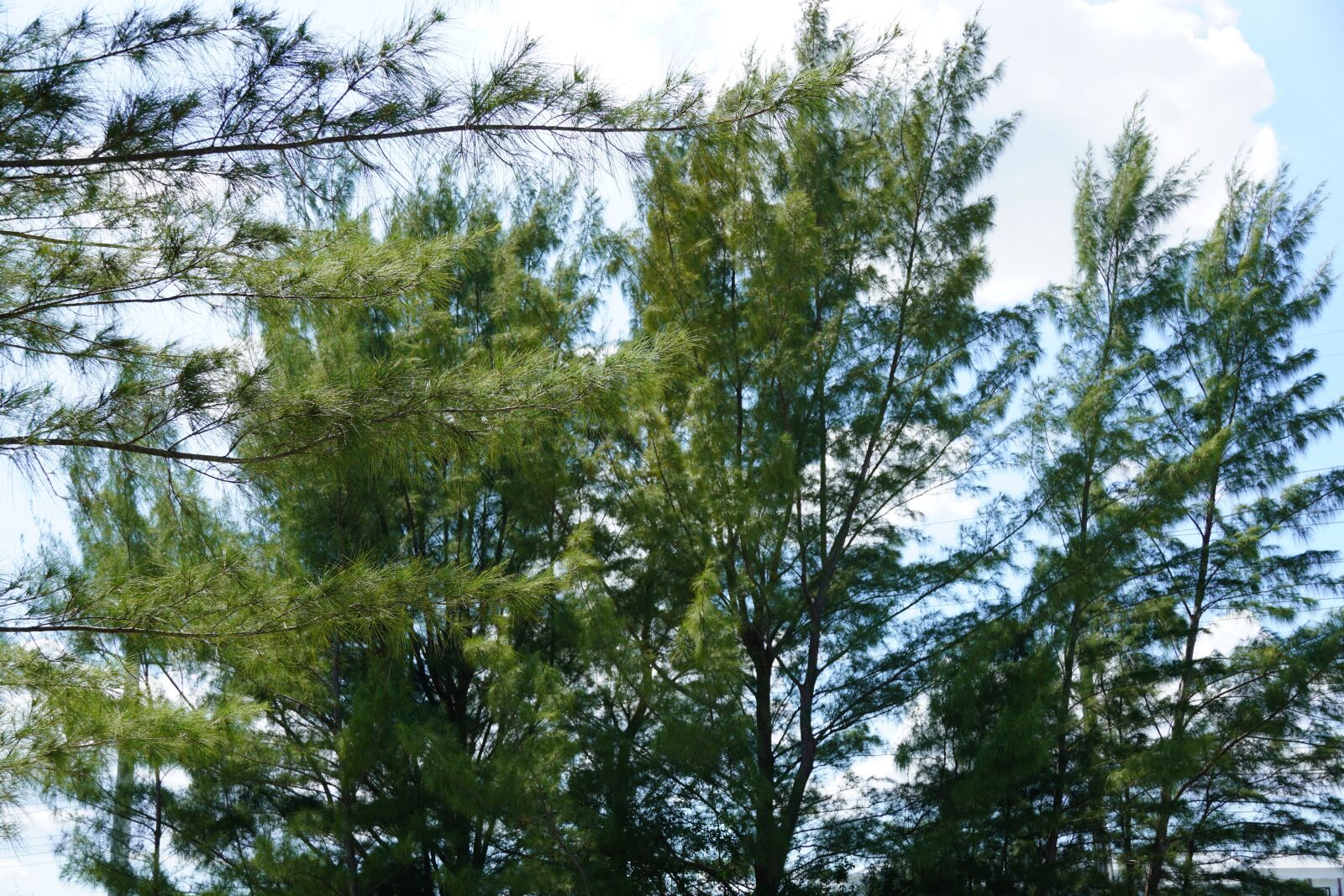 Sony E 18-135mm F3.5-5.6 OSS sample photo. Trees, sky, landscape photography