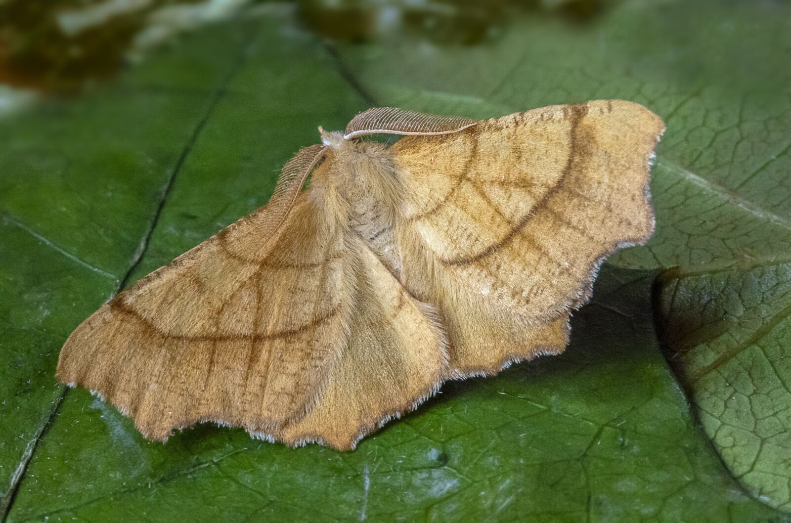 Canon EF 100mm F2.8L Macro IS USM sample photo. Moth, august-thorn, wings photography