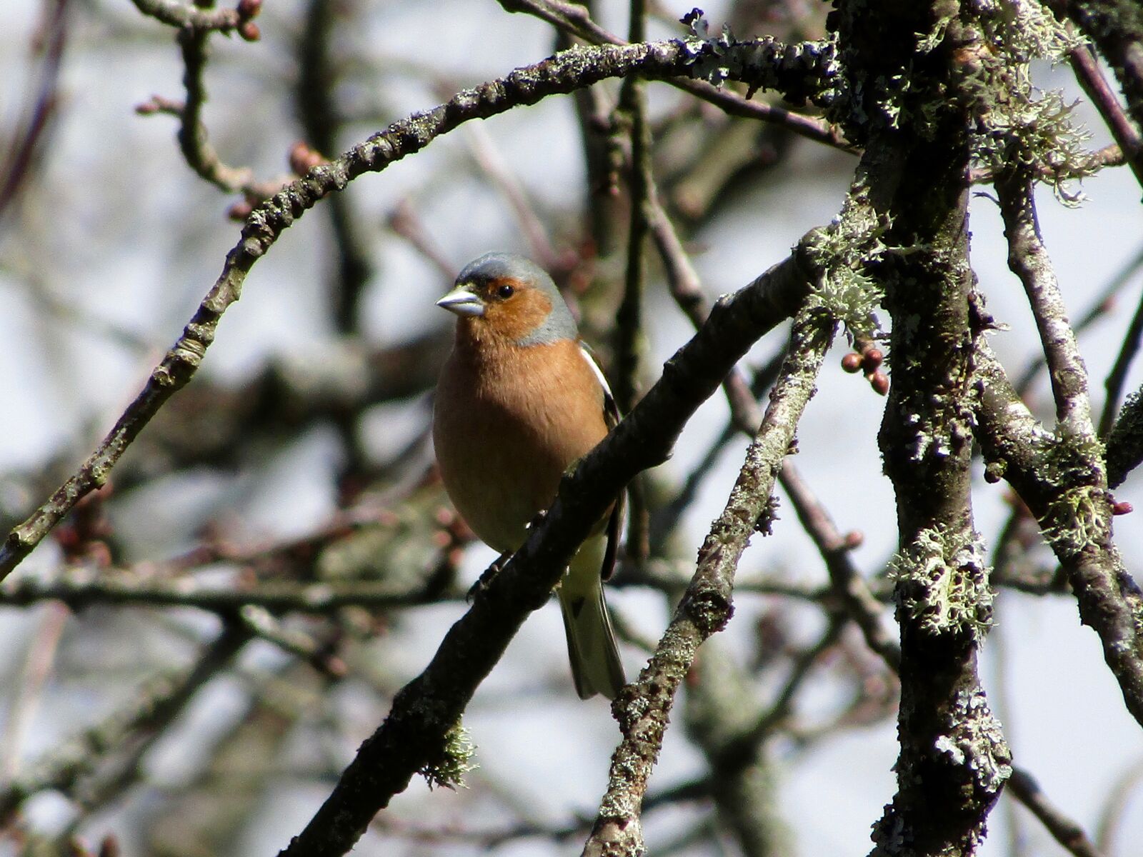 Canon PowerShot SX410 IS sample photo. Chaffinch, bird, nature photography
