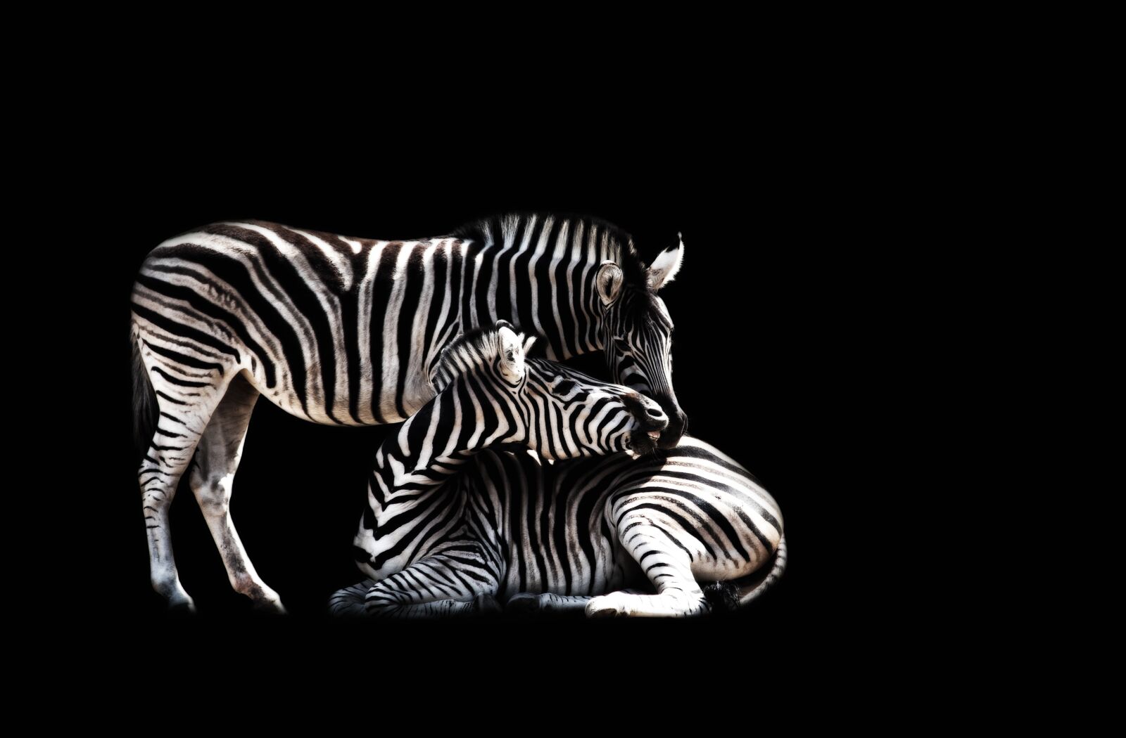 Canon EF 70-300mm F4-5.6 IS USM sample photo. Zebra, mammal, animal photography