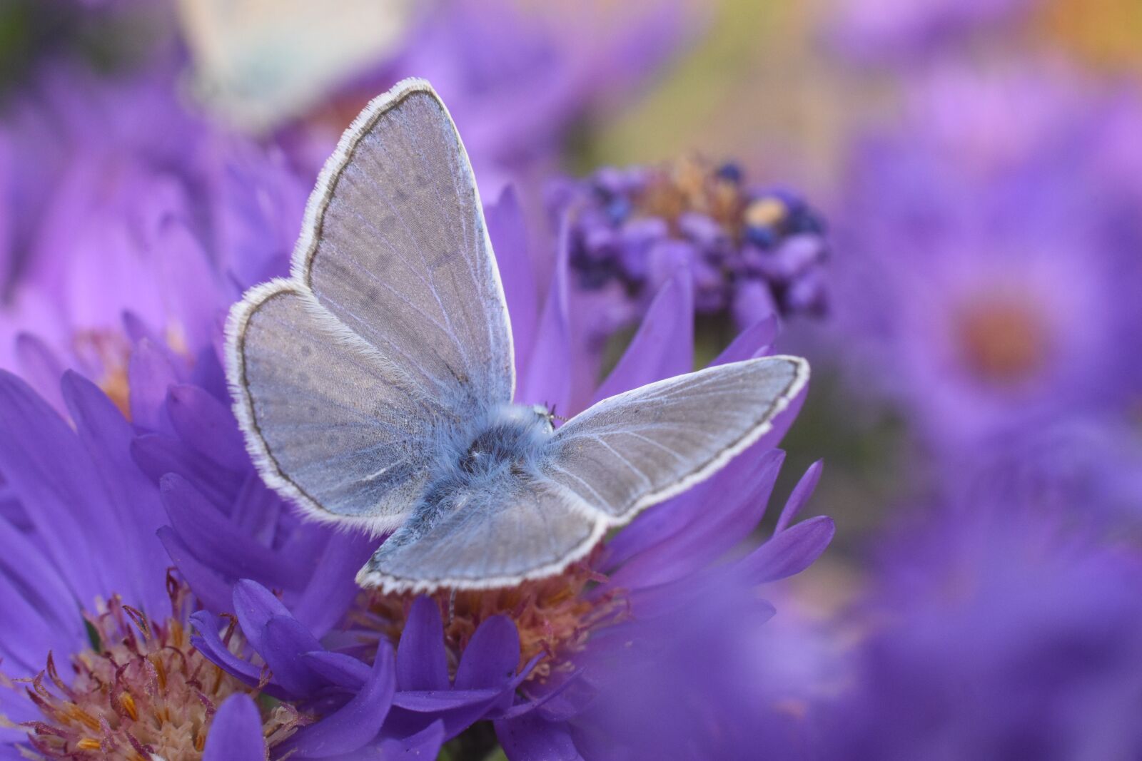Nikon D5600 sample photo. Butterfly, bloom, flower photography