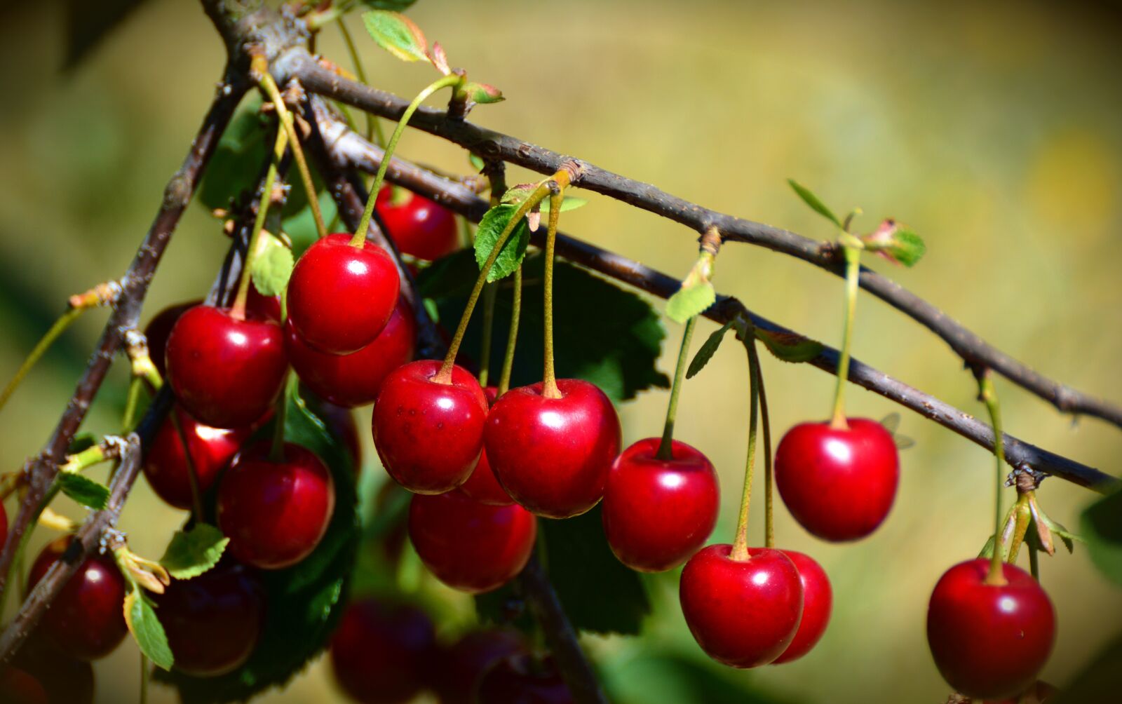 Nikon D5200 sample photo. Cherries, sour cherries, fruit photography