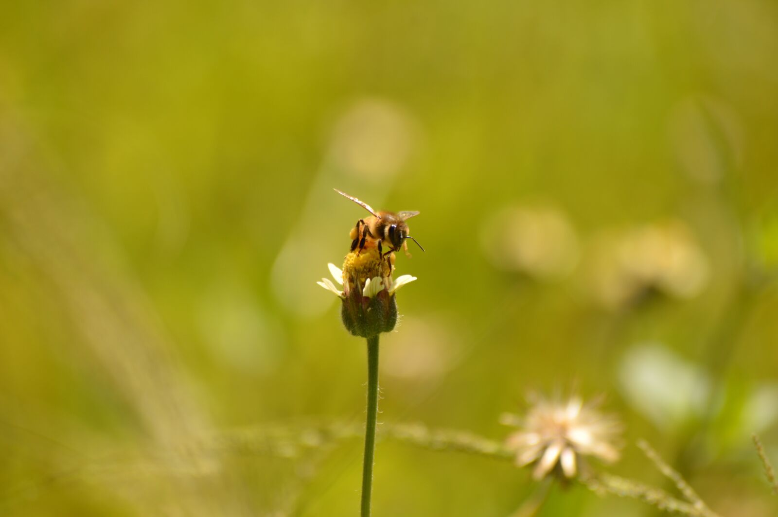 Nikon D3200 sample photo. Bee, flower, green photography