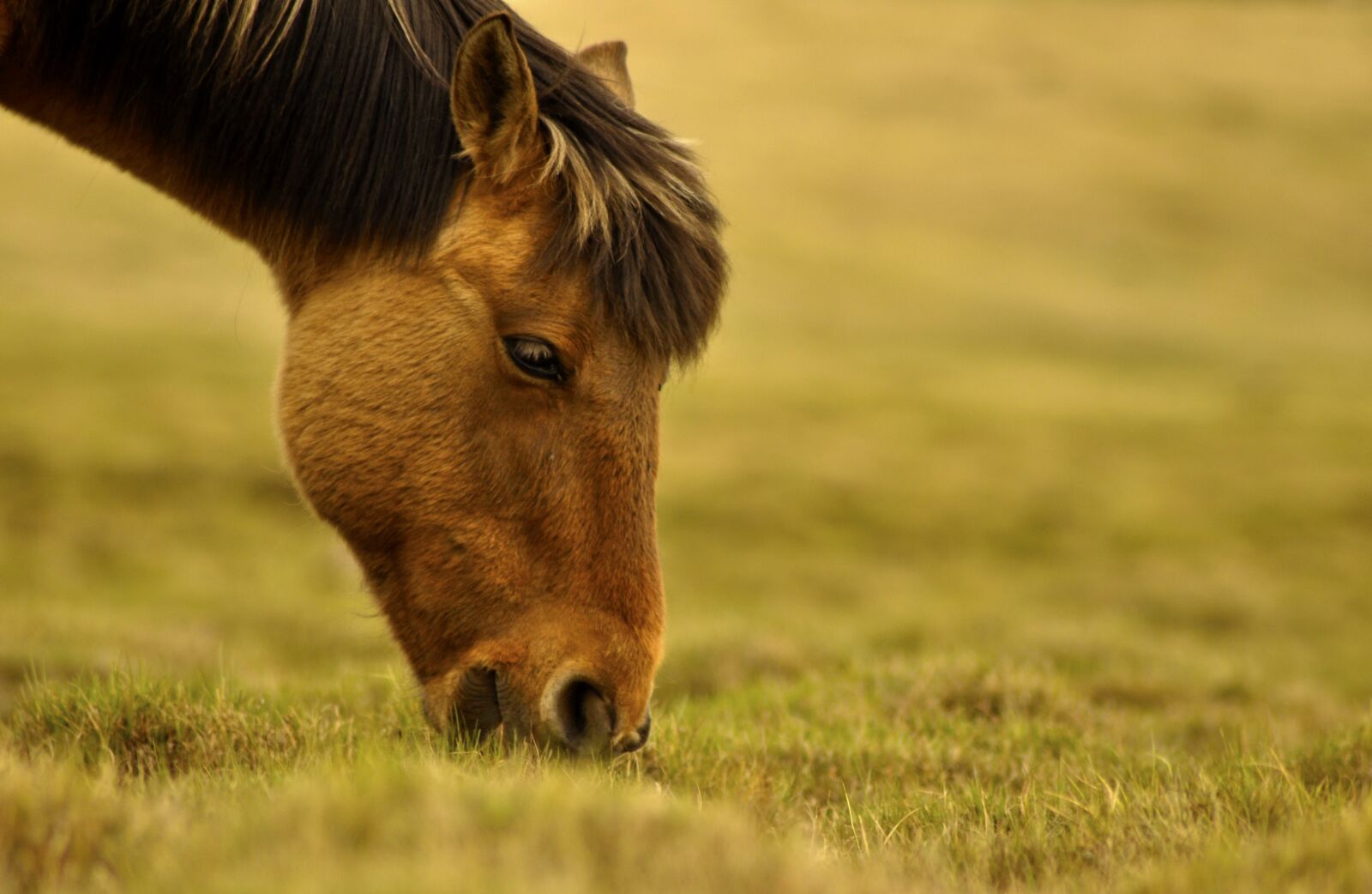 Nikon D90 sample photo. Horse, graze, pasture photography
