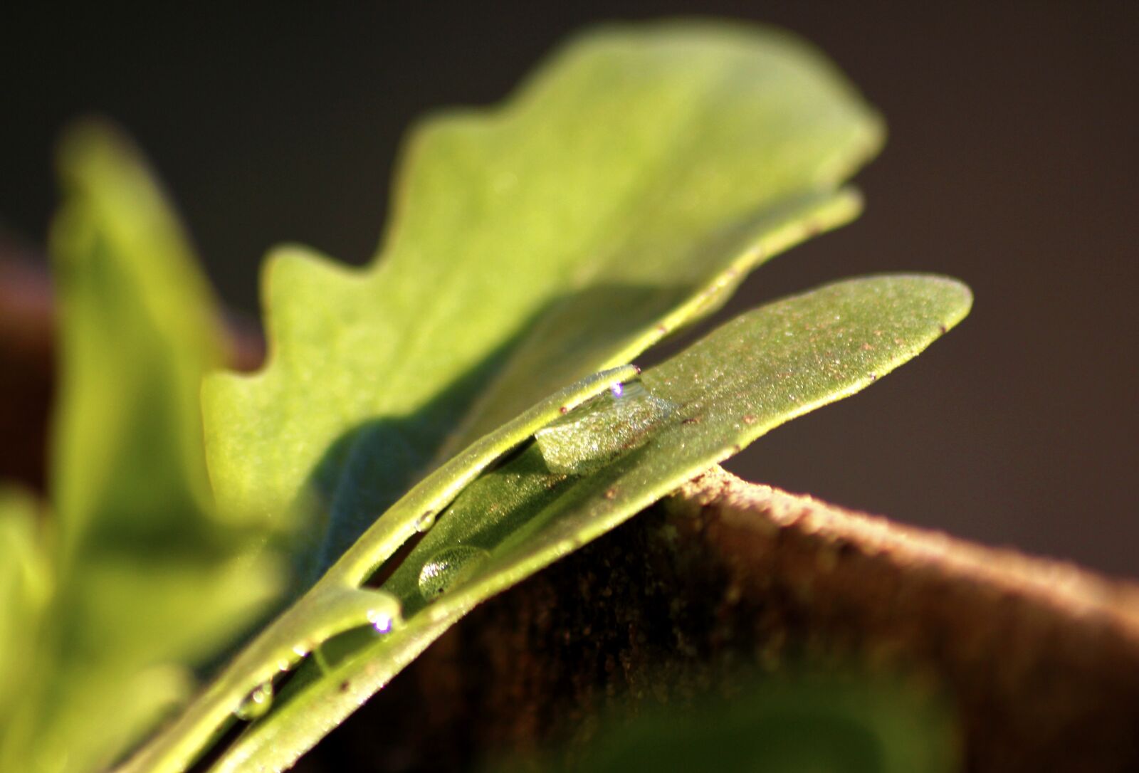 Canon EOS 550D (EOS Rebel T2i / EOS Kiss X4) sample photo. Leaf, water, drops photography