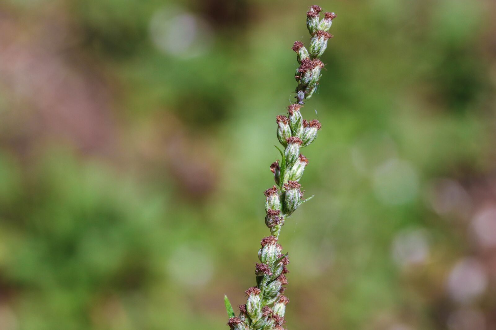 Canon EOS 7D Mark II sample photo. Growth, nature, macro photography